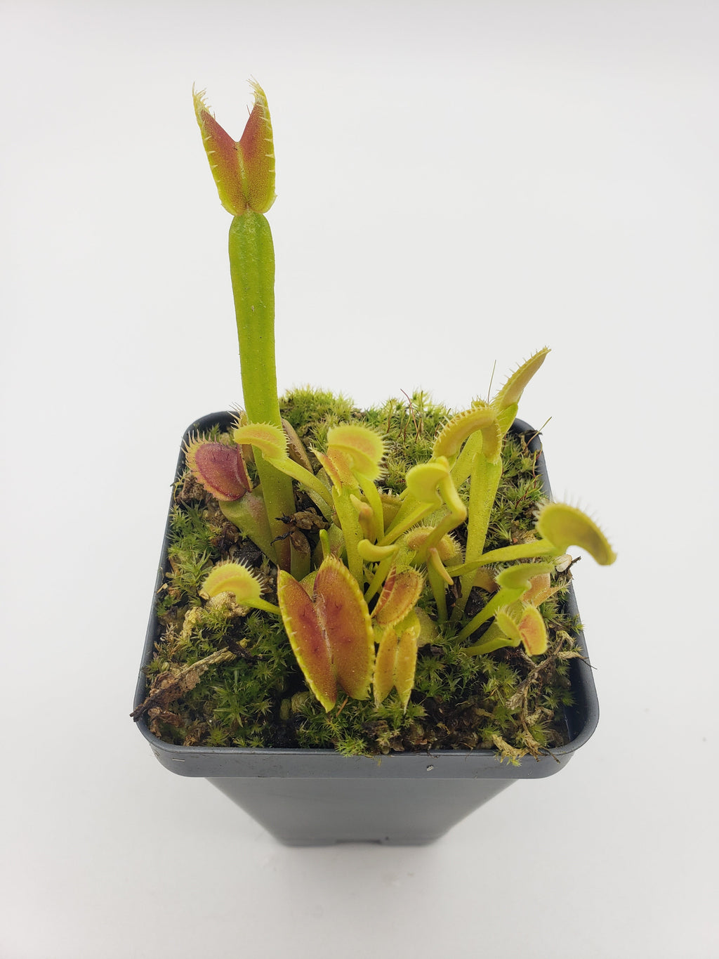 Venus flytrap (Dionaea muscipula) Dente live plant product image 2