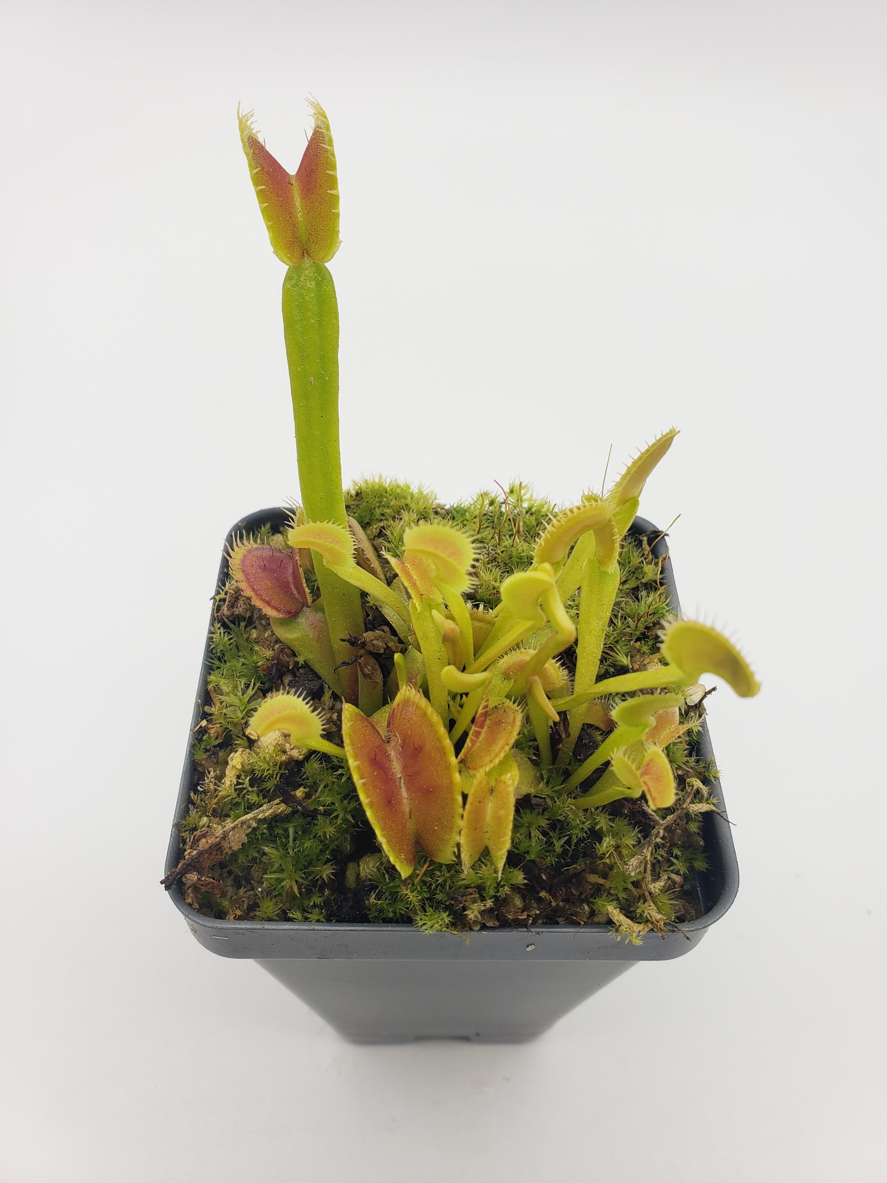 Venus flytrap (Dionaea muscipula) Dente live plant product image 2