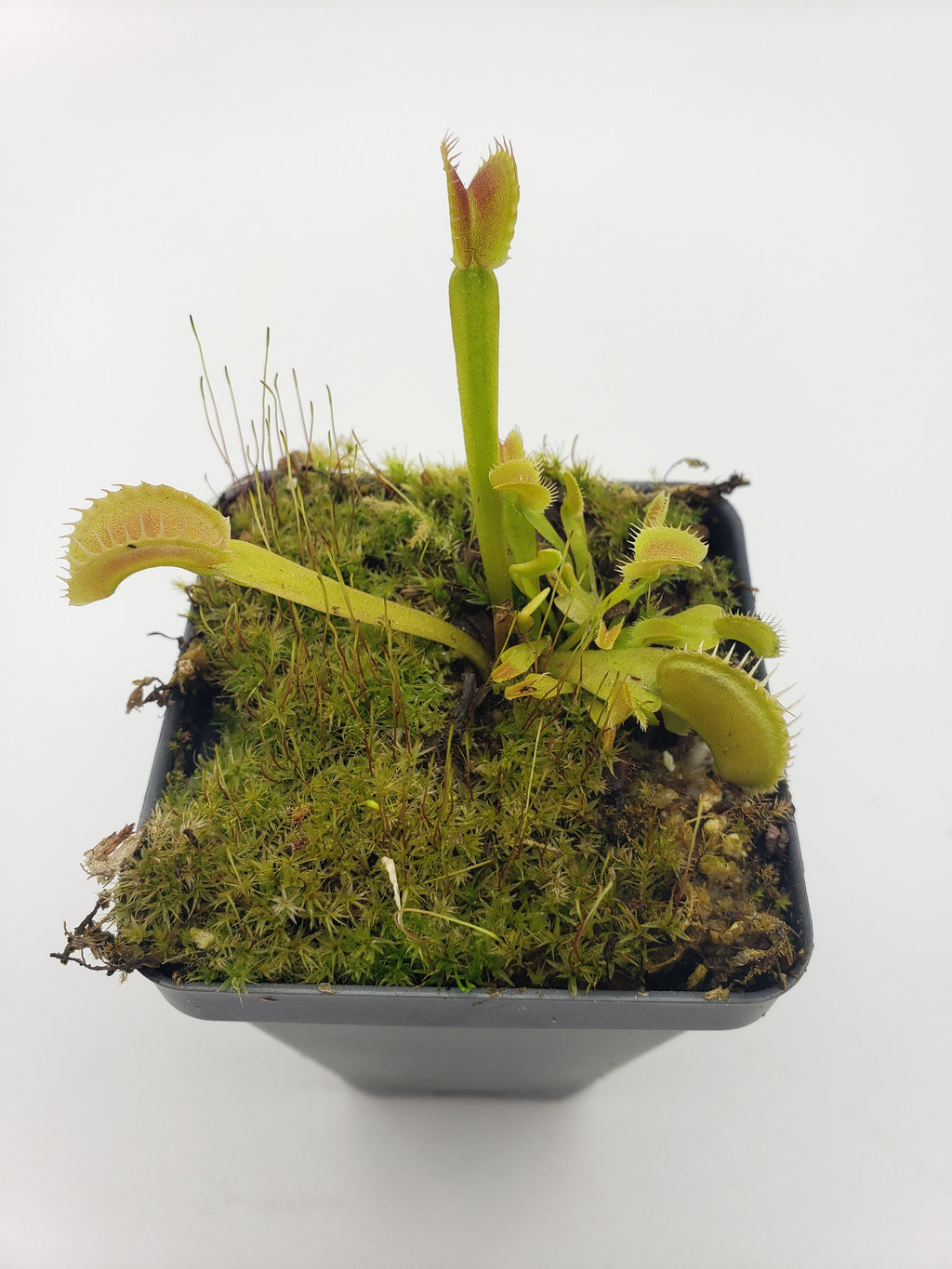 Venus flytrap (Dionaea muscipula) Dente live plant product image 3
