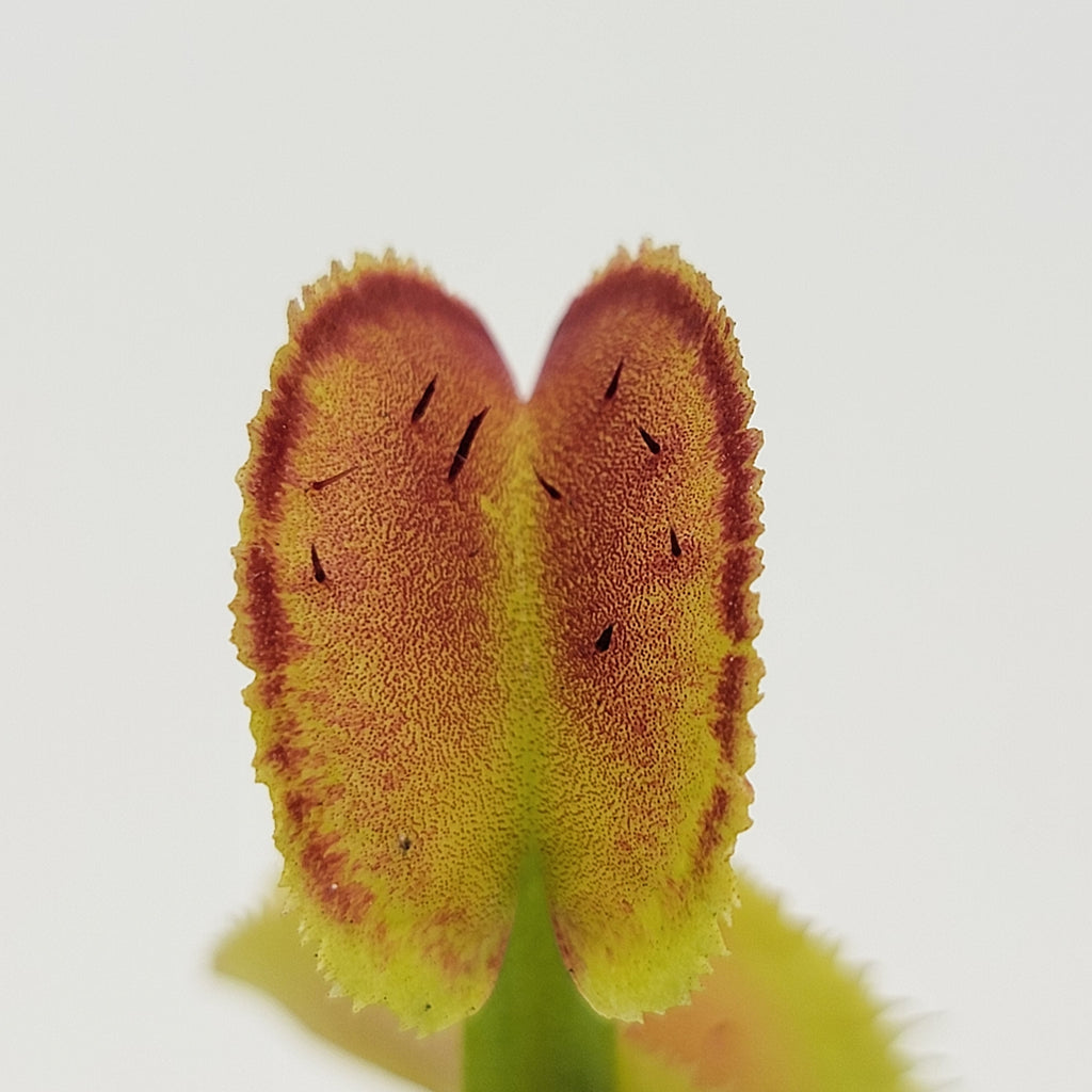 Venus flytrap (Dionaea muscipula) -inchFTS Trigger Happy-inch product image 7