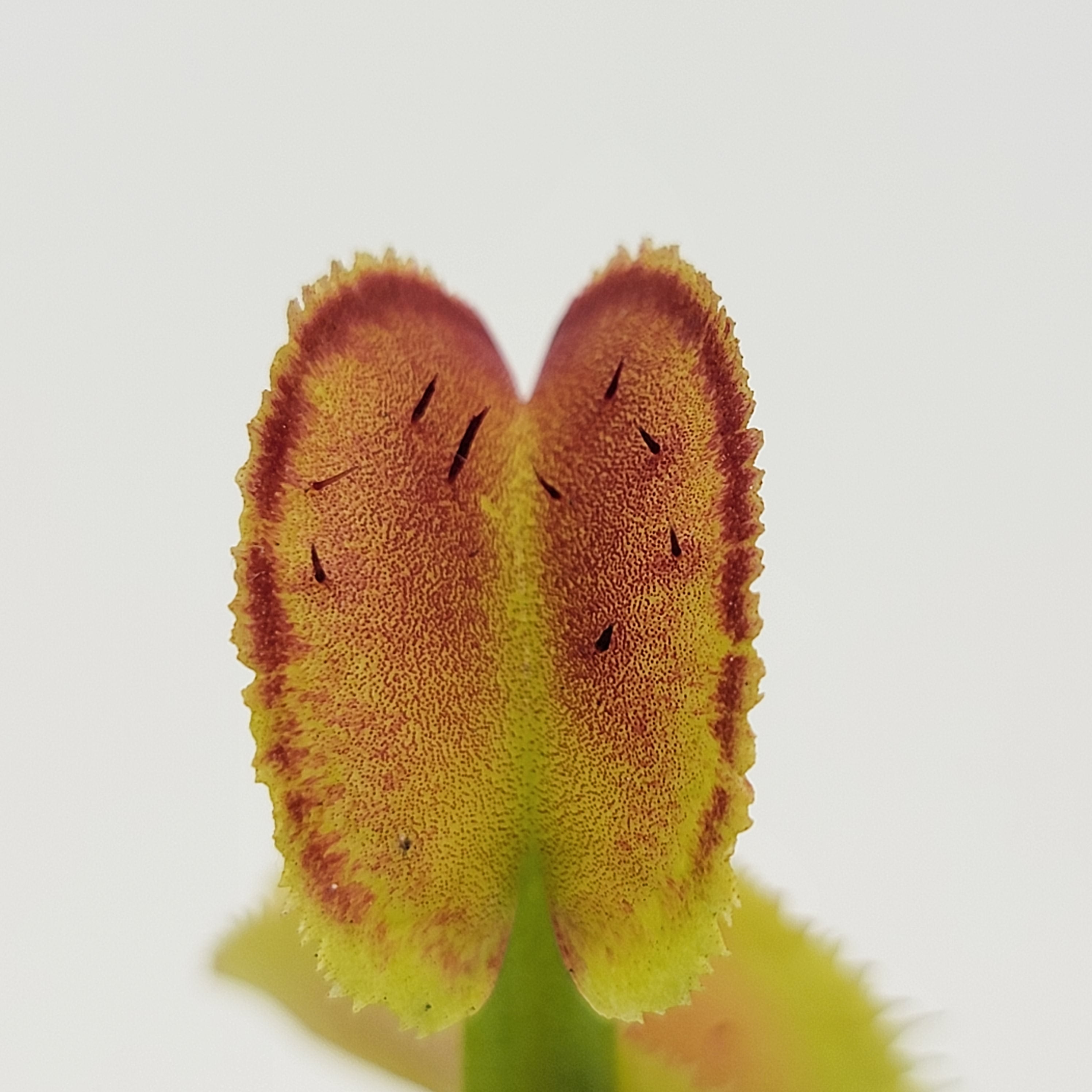 Venus flytrap (Dionaea muscipula) -inchFTS Trigger Happy-inch product image 7