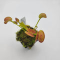 Venus flytrap (Dionaea muscipula) -inchFTS Trigger Happy-inch product image 1