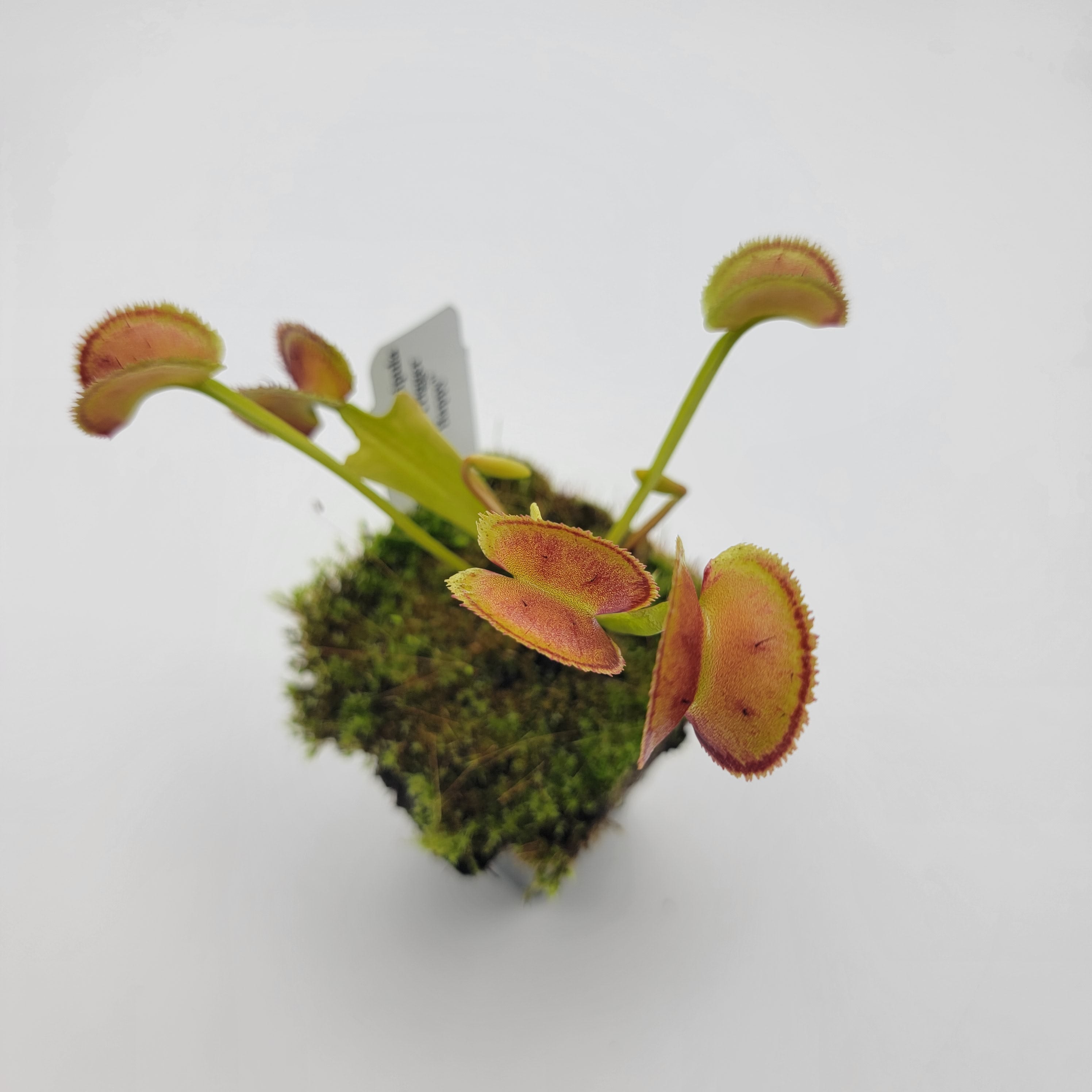 Venus flytrap (Dionaea muscipula) -inchFTS Trigger Happy-inch product image 1