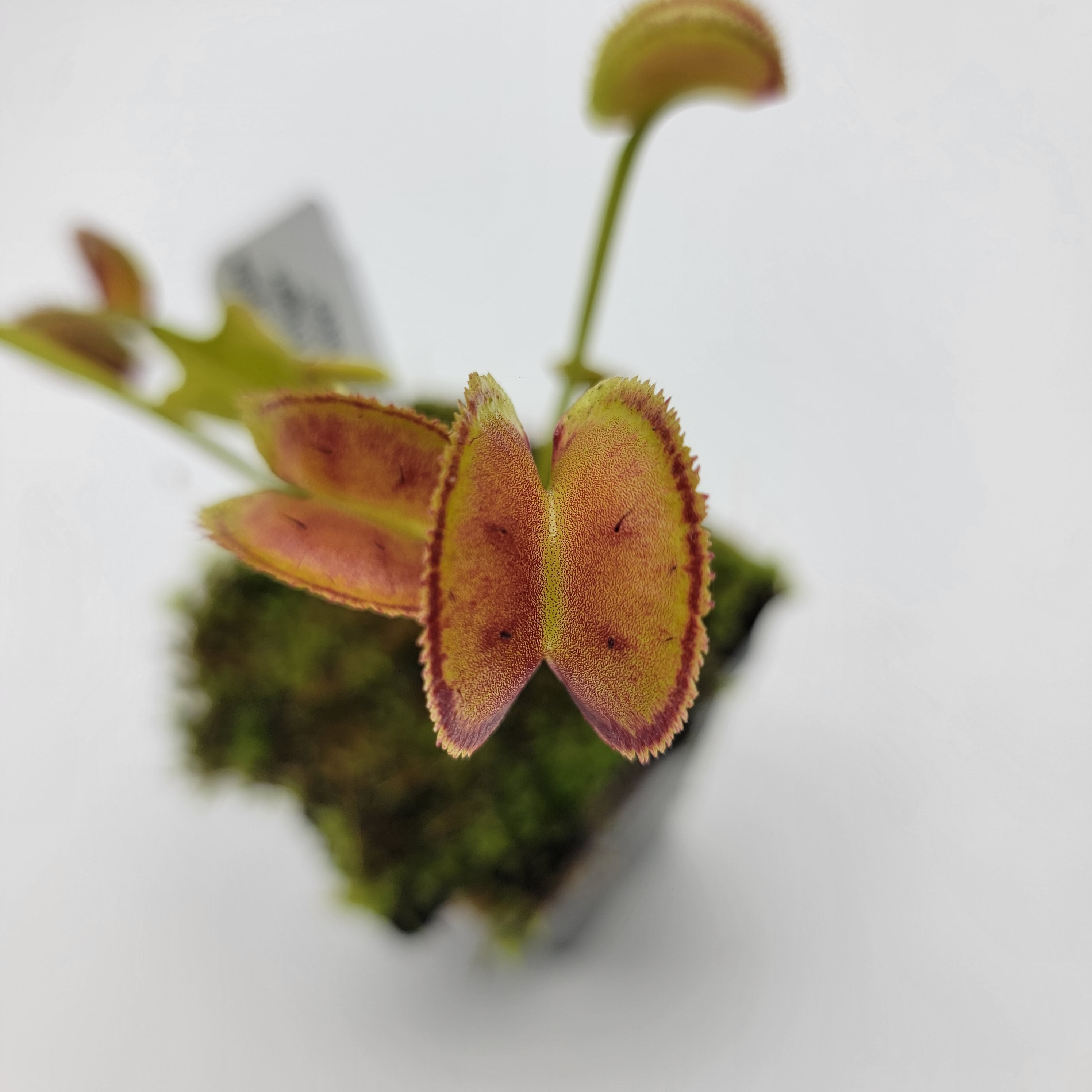 Venus flytrap (Dionaea muscipula) -inchFTS Trigger Happy-inch product image 2