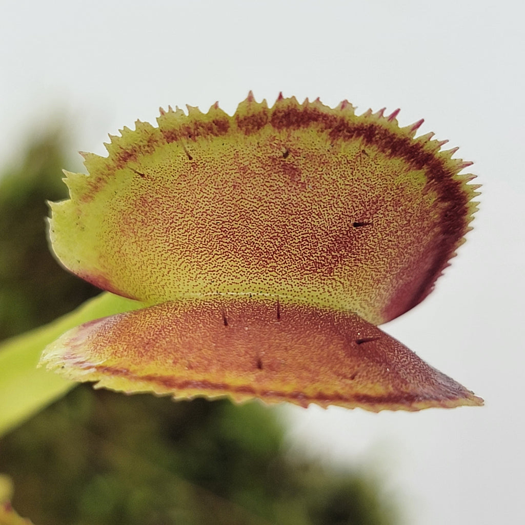 Venus flytrap (Dionaea muscipula) -inchFTS Trigger Happy-inch product image 3