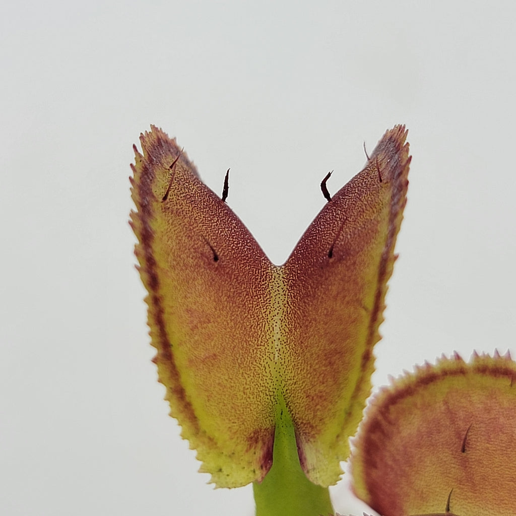 Venus flytrap (Dionaea muscipula) -inchFTS Trigger Happy-inch product image 4