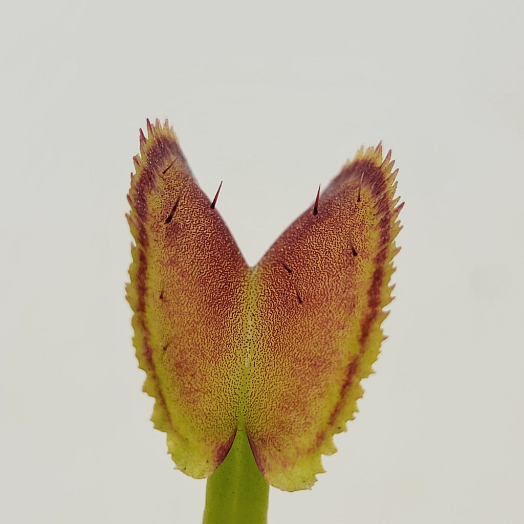Venus flytrap (Dionaea muscipula) -inchFTS Trigger Happy-inch product image 5