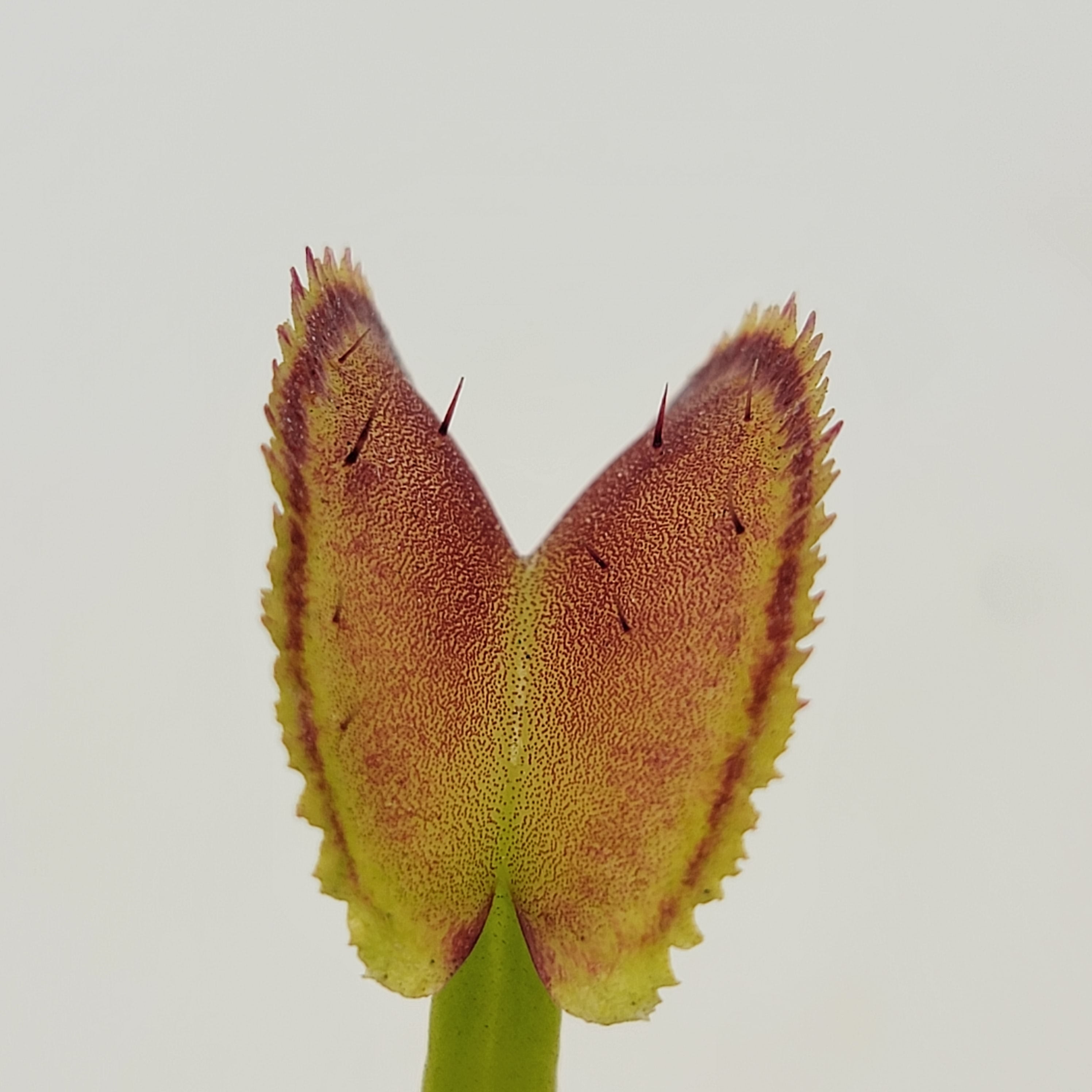 Venus flytrap (Dionaea muscipula) -inchFTS Trigger Happy-inch product image 5