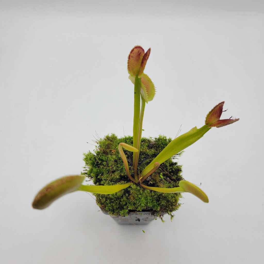 Venus flytrap (Dionaea muscipula) -inchFTS Trigger Happy-inch product image 6