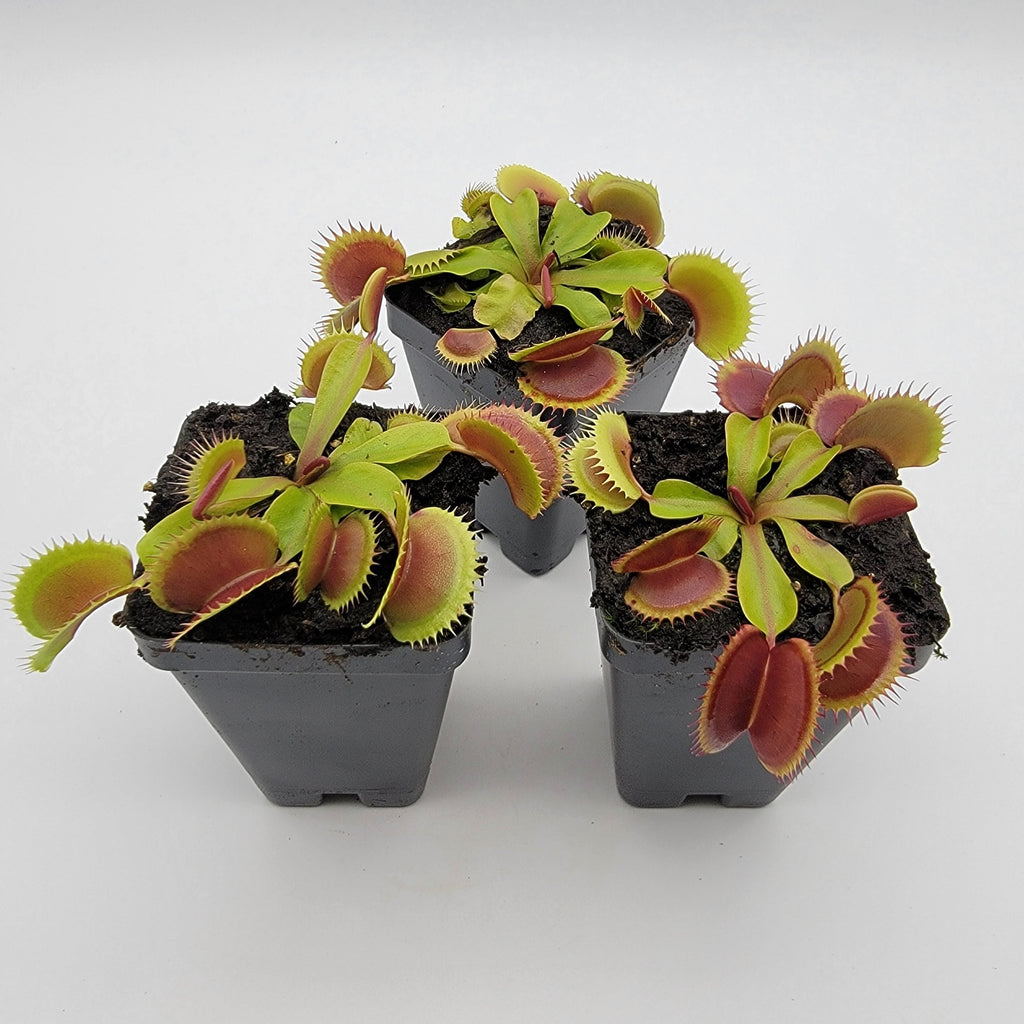 Venus flytrap (Dionaea muscipula) 'FTS Flaming Lips' live plant product image 2
