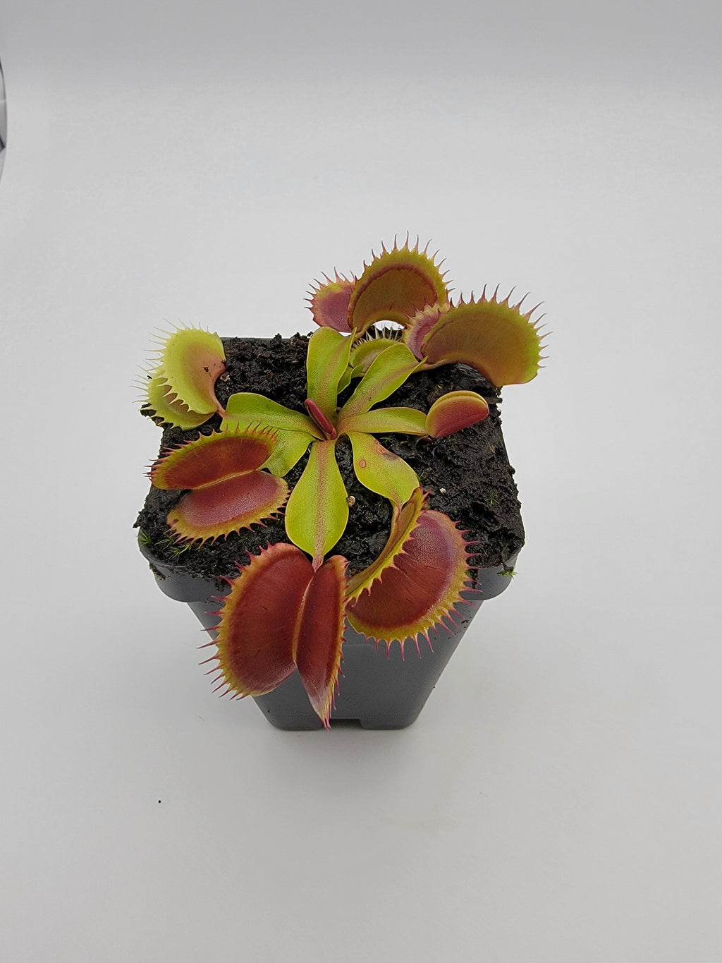 Venus flytrap (Dionaea muscipula) 'FTS Flaming Lips' live plant product image 3
