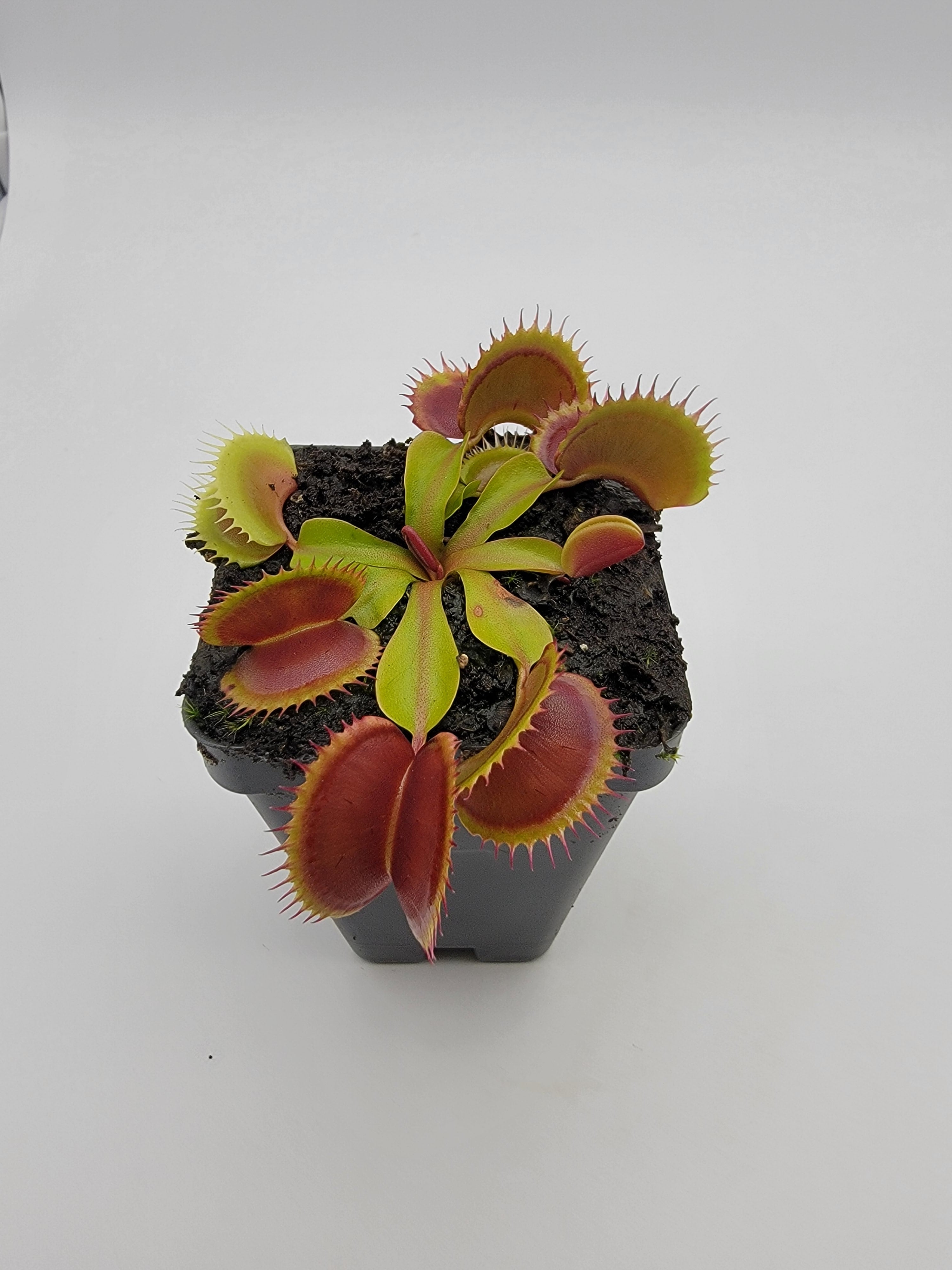Venus flytrap (Dionaea muscipula) 'FTS Flaming Lips' live plant product image 3