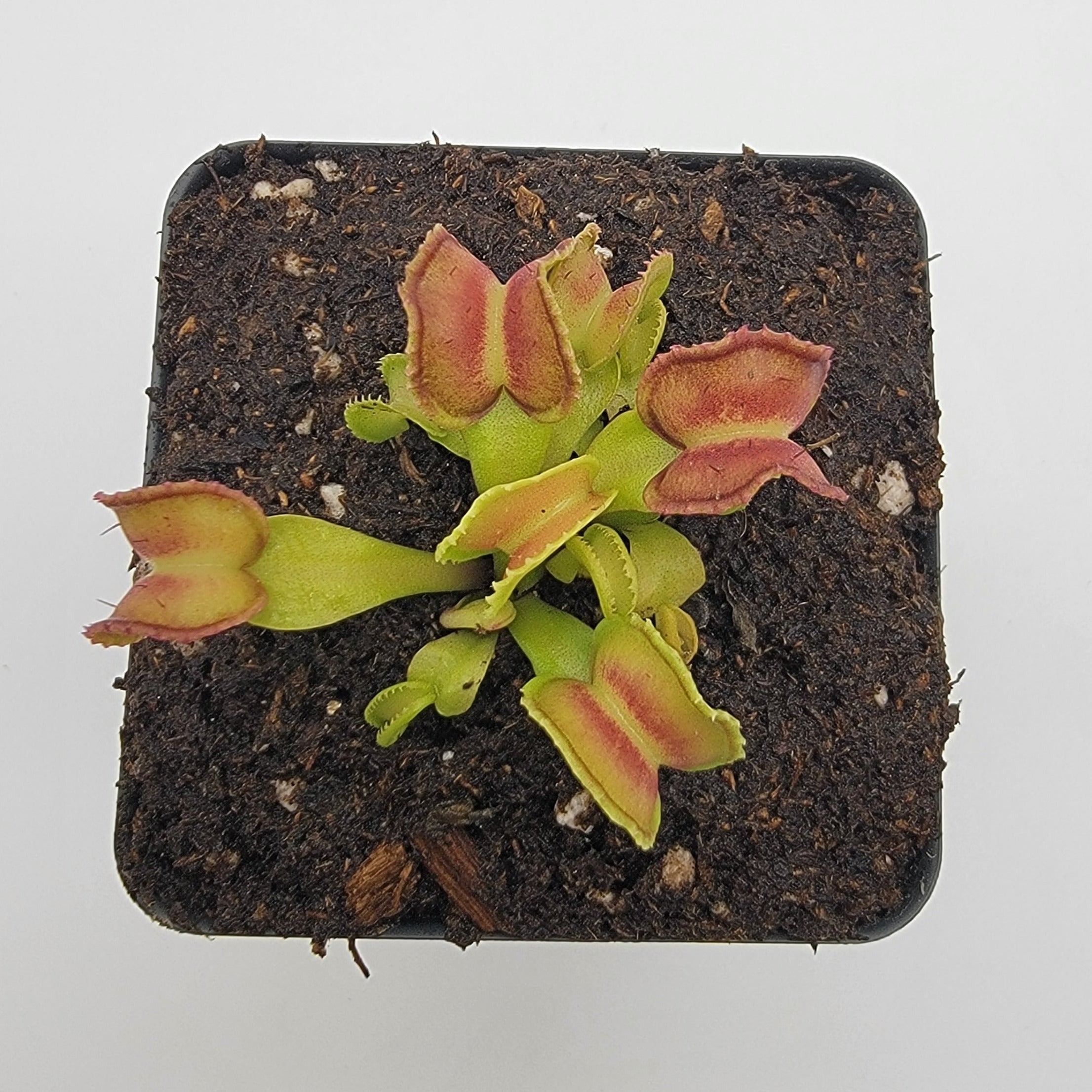 Venus flytrap (Dionaea muscipula) GJ Giant Cudo live plant product image 2