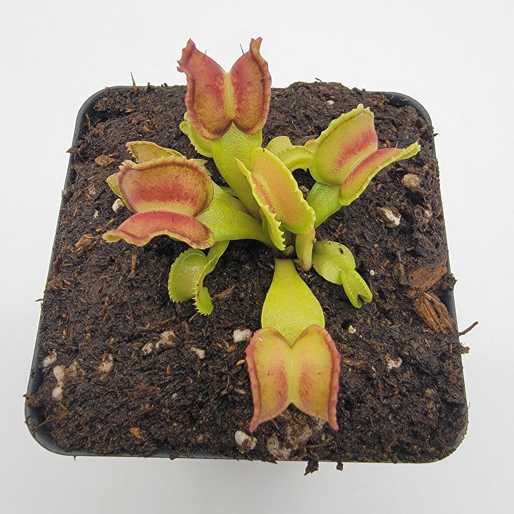 Venus flytrap (Dionaea muscipula) GJ Giant Cudo live plant product image 5