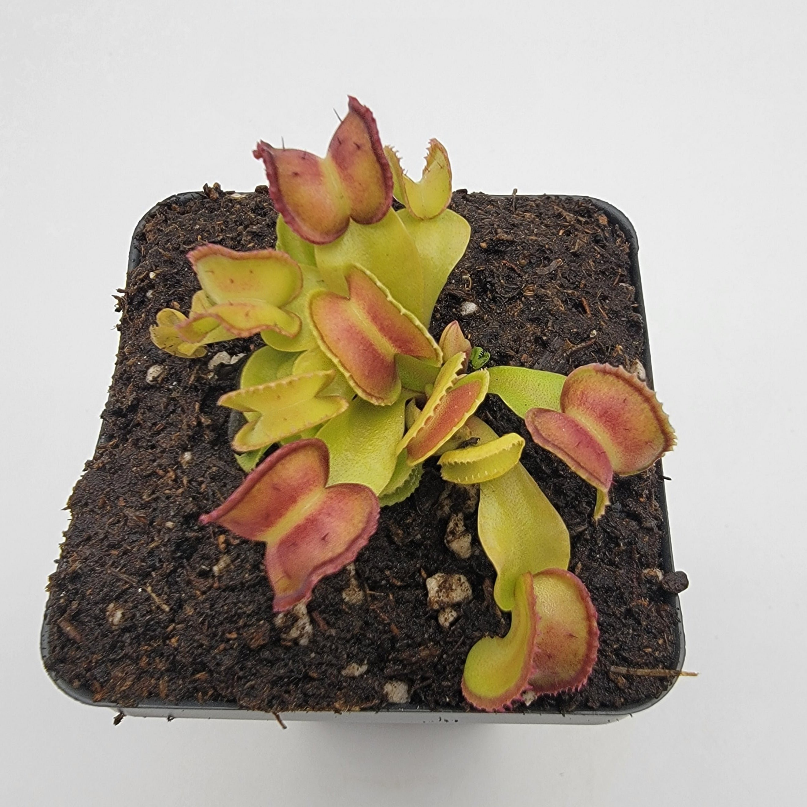 Venus flytrap (Dionaea muscipula) GJ Giant Cudo live plant product image 3