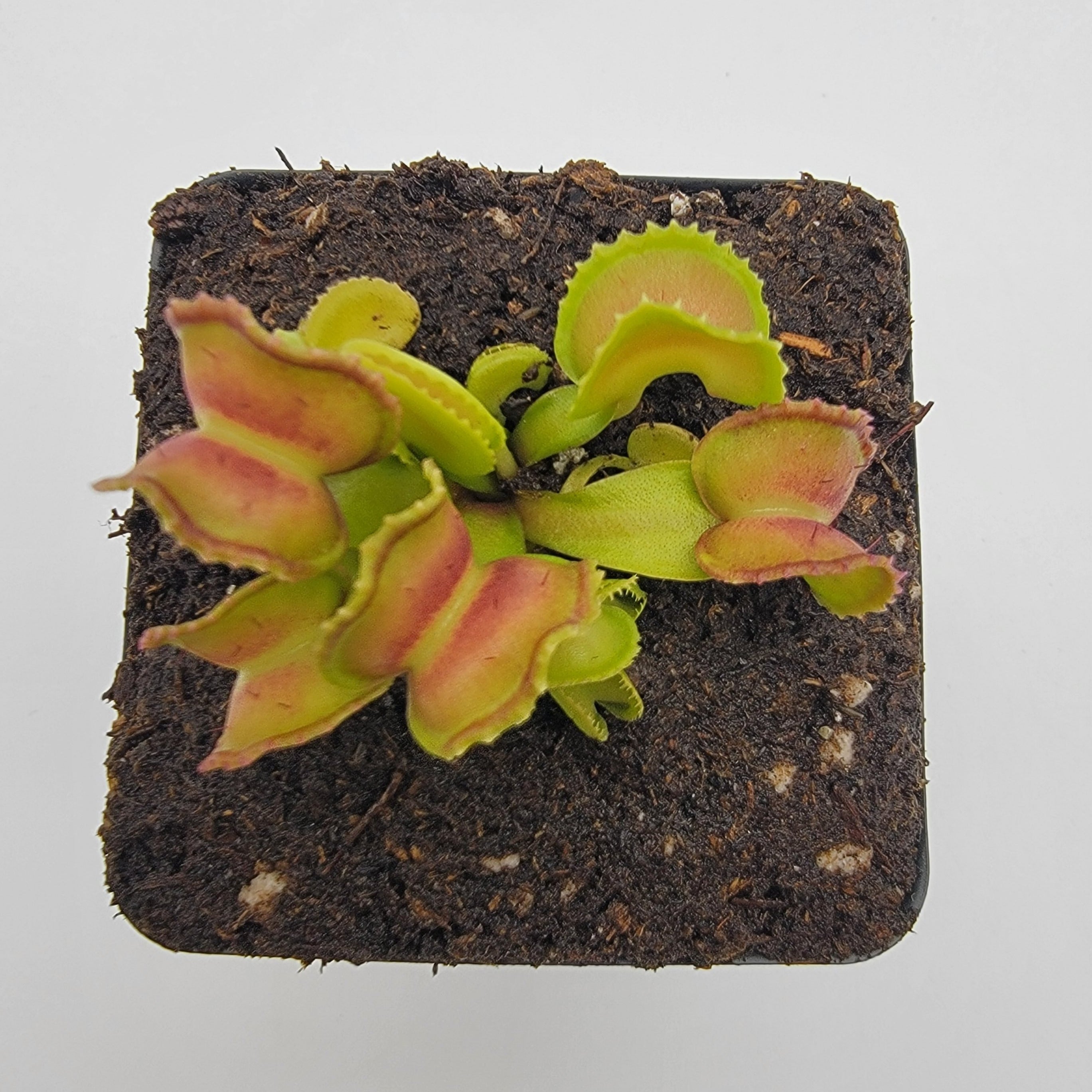 Venus flytrap (Dionaea muscipula) GJ Giant Cudo live plant product image 7