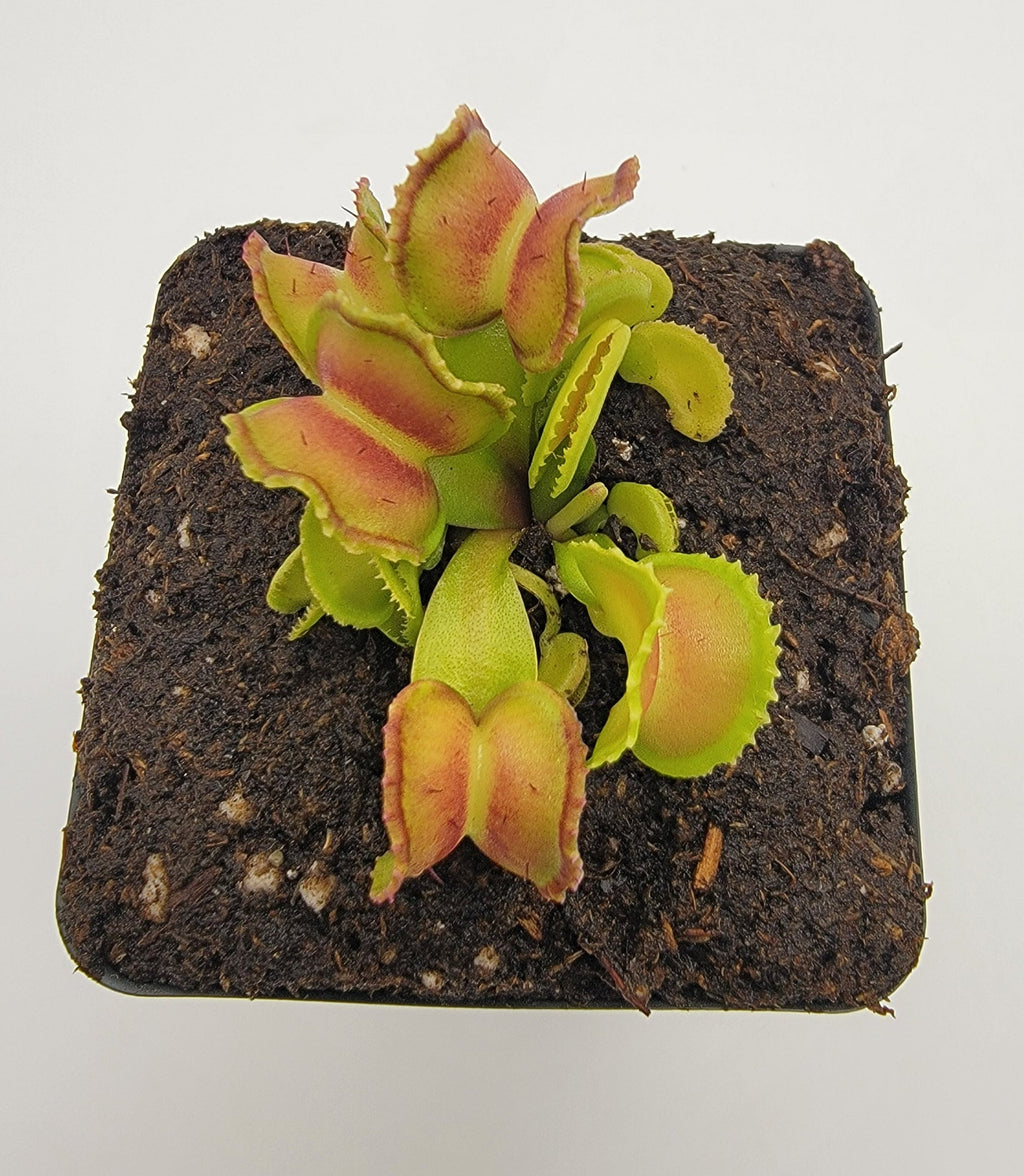 Venus flytrap (Dionaea muscipula) GJ Giant Cudo live plant product image 1