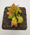 Venus flytrap (Dionaea muscipula) GJ Giant Cudo live plant product image 1