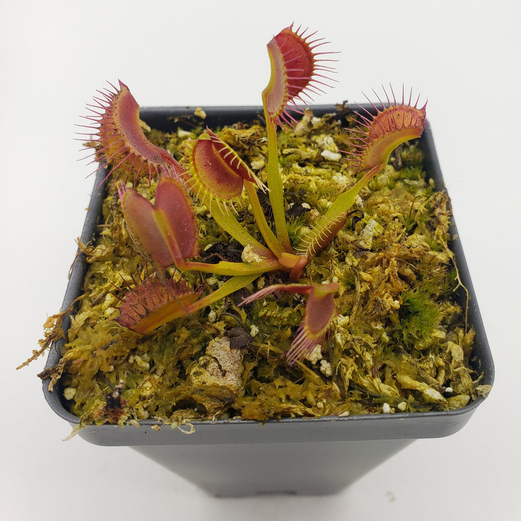 Venus flytrap (Dionaea muscipula) 'Kayan' product image 2
