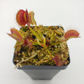 Venus flytrap (Dionaea muscipula) 'Kayan' product image 1