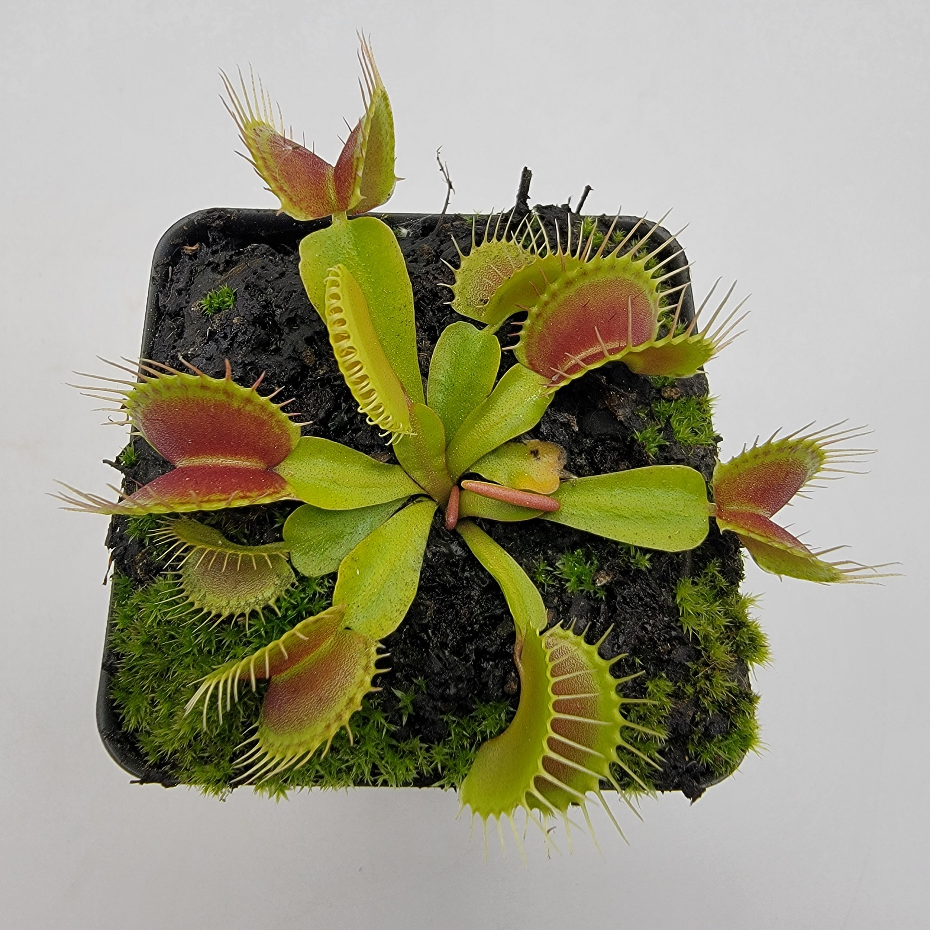Venus flytrap (Dionaea muscipula) 'Low Giant' x 'Jaws smiley' product image 4