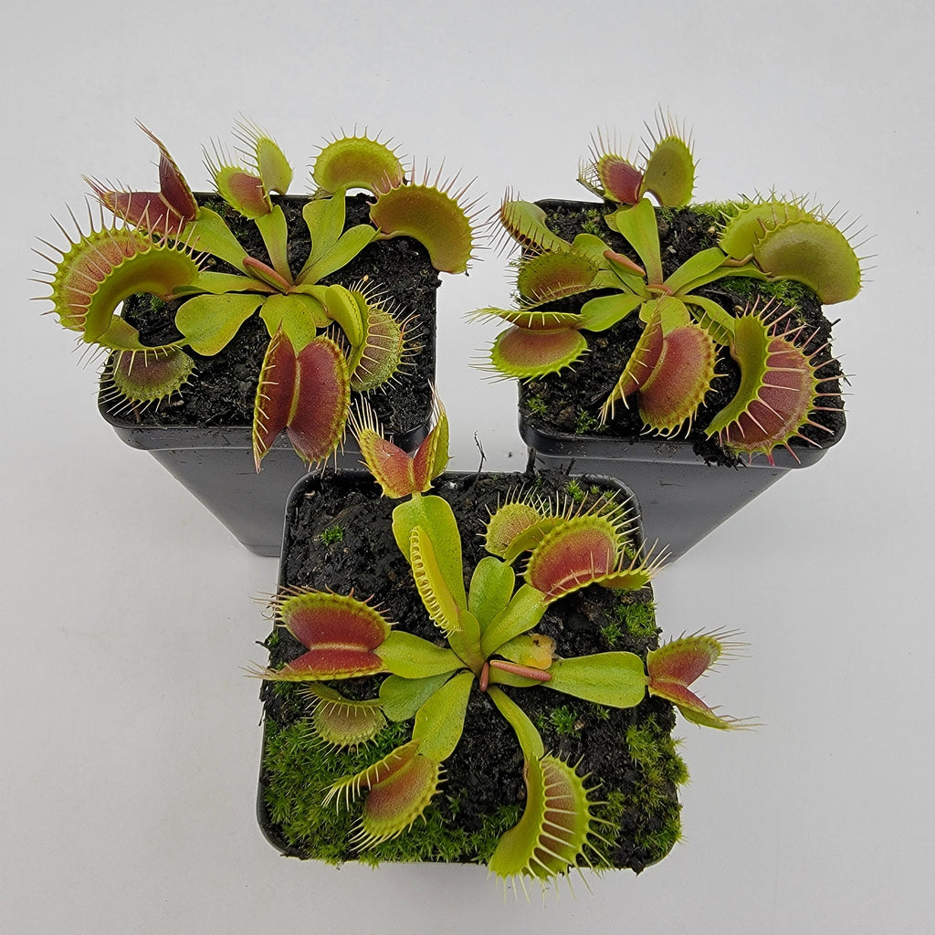 Venus flytrap (Dionaea muscipula) 'Low Giant' x 'Jaws smiley' product image 1