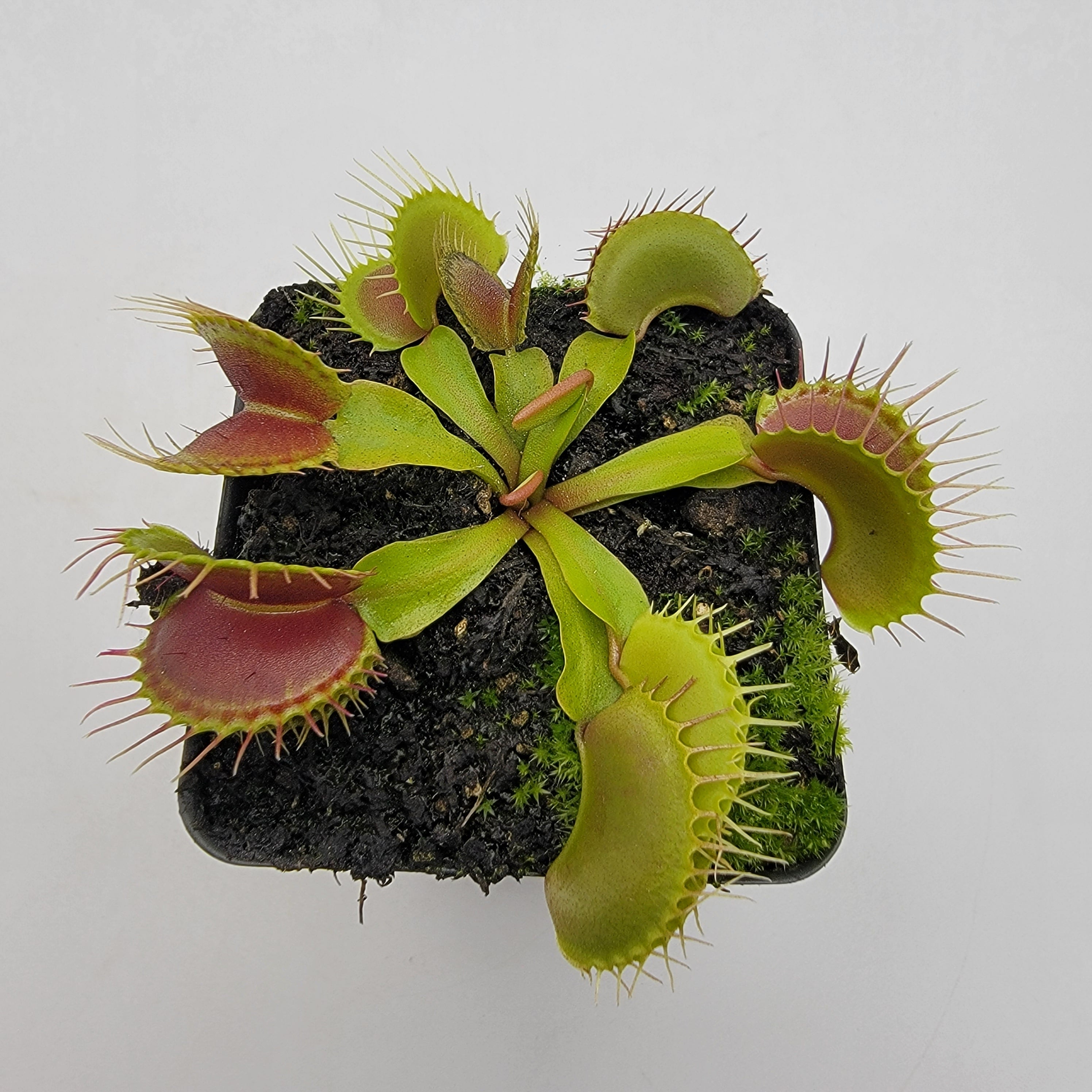 Venus flytrap (Dionaea muscipula) 'Low Giant' x 'Jaws smiley' product image 2