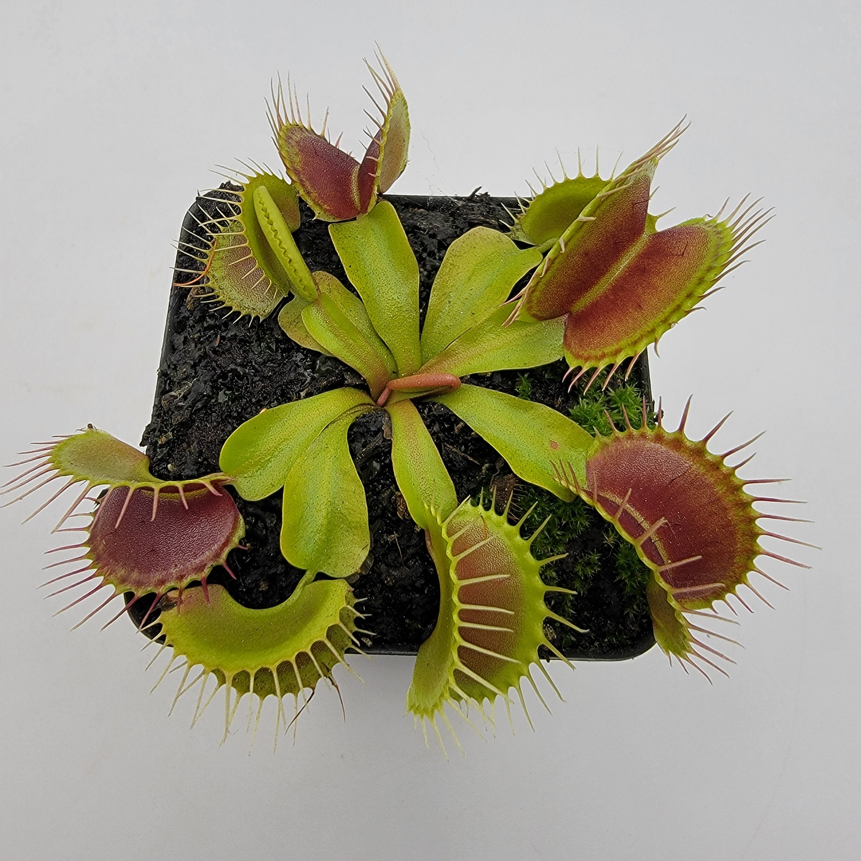 Venus flytrap (Dionaea muscipula) 'Low Giant' x 'Jaws smiley' product image 3