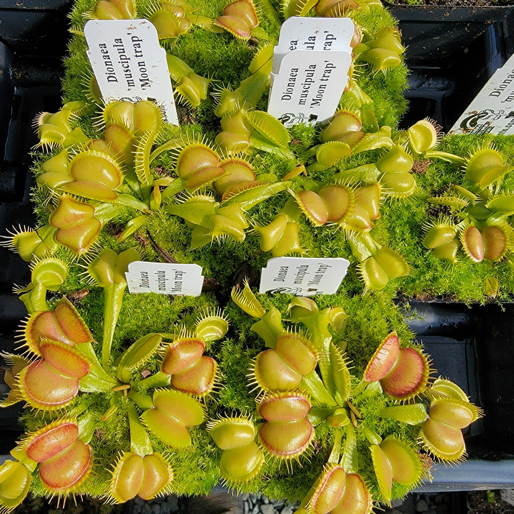 Venus flytrap (Dionaea muscipula) 'Moon Trap' product image 1