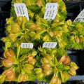 Venus flytrap (Dionaea muscipula) 'Moon Trap' product image 1