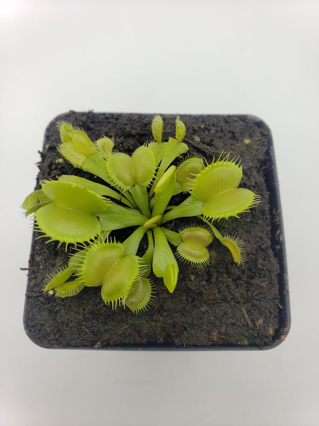 Venus flytrap (Dionaea muscipula) 'Moon Trap' product image 3