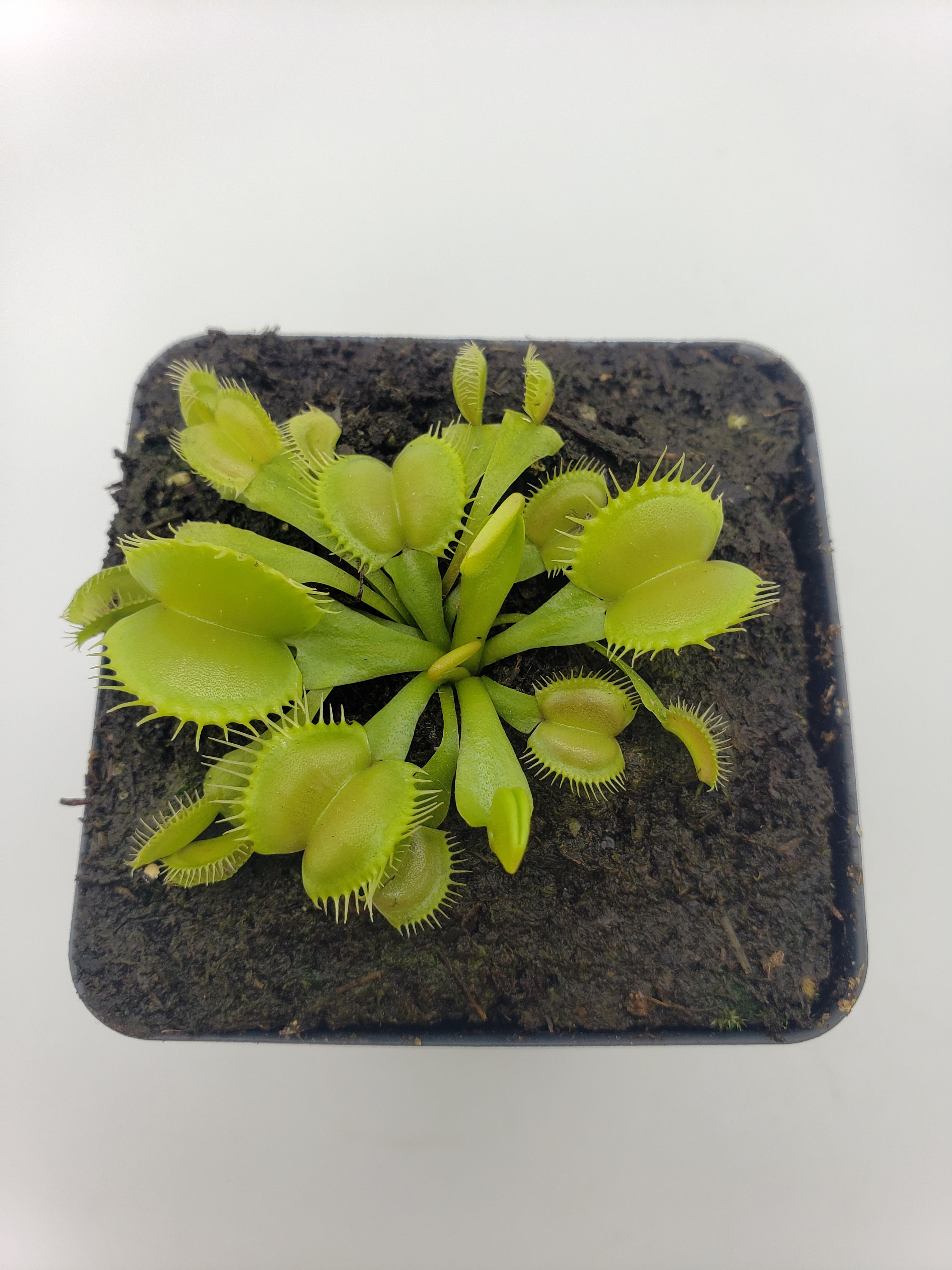 Venus flytrap (Dionaea muscipula) 'Moon Trap' product image 3