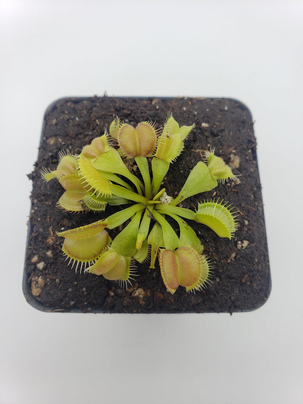 Venus flytrap (Dionaea muscipula) 'Moon Trap' product image 2