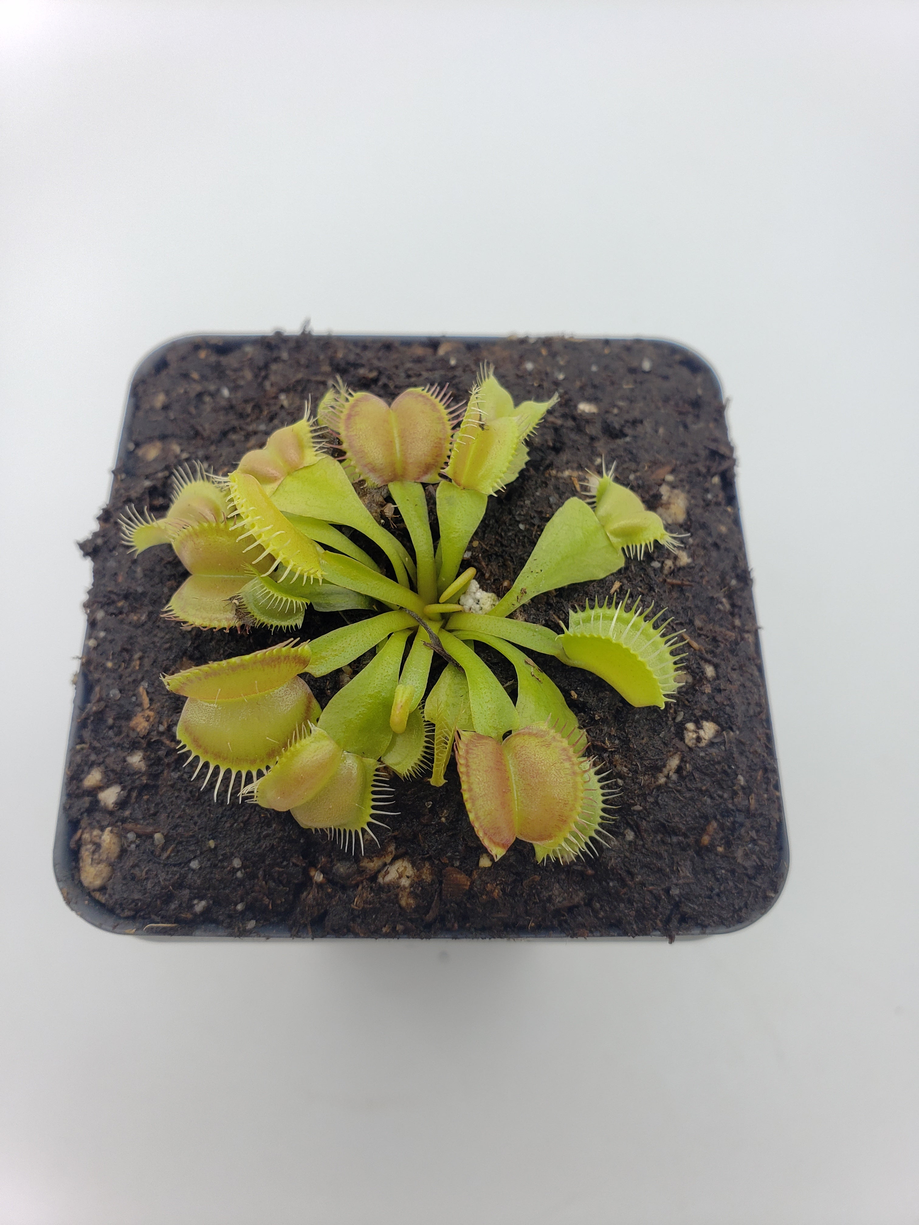 Venus flytrap (Dionaea muscipula) 'Moon Trap' product image 4