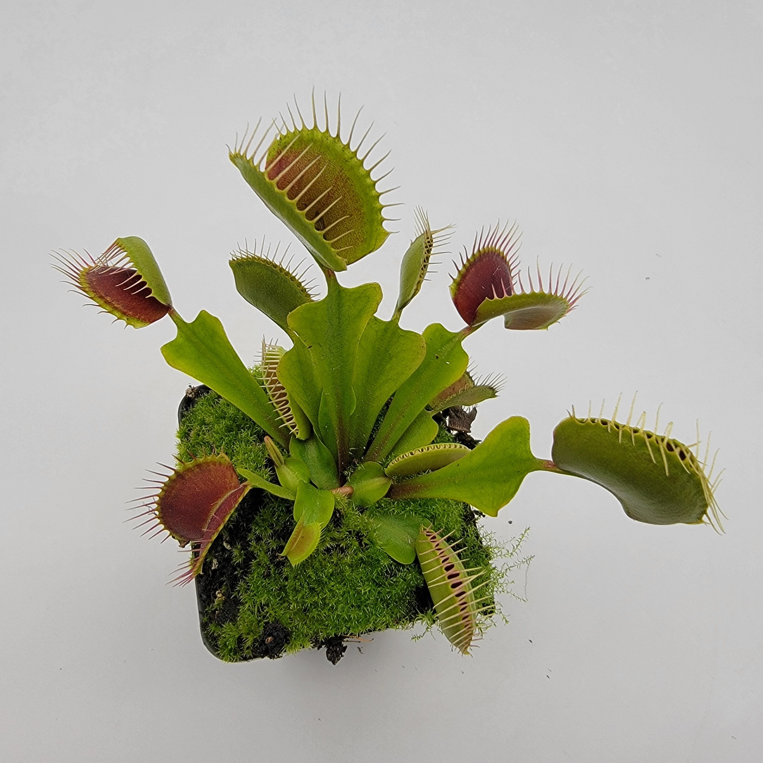 Venus flytrap (Dionaea muscipula) -inchPinnacle-inch x 'DC-XL' product image 3