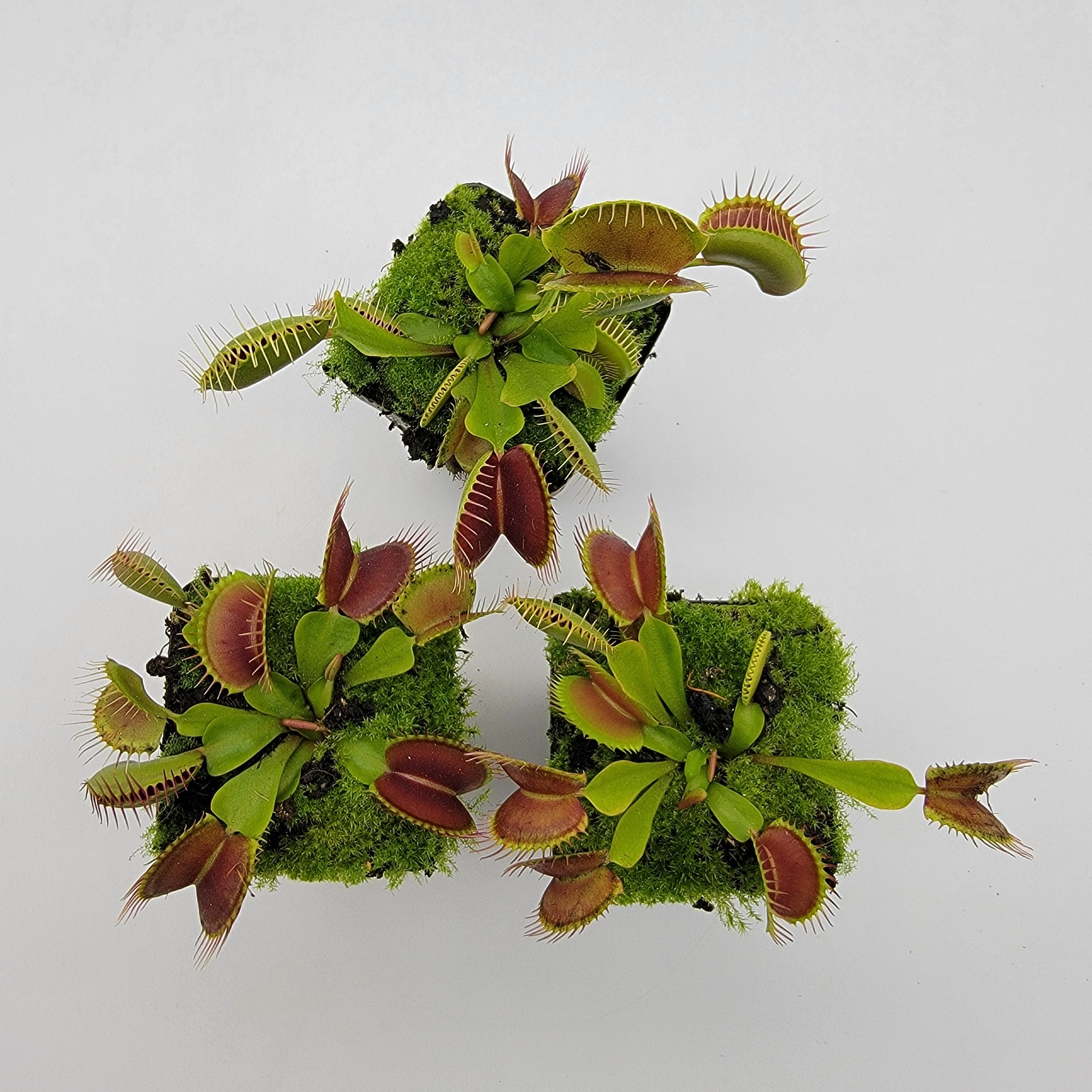 Venus flytrap (Dionaea muscipula) -inchPinnacle-inch x 'DC-XL' product image 1