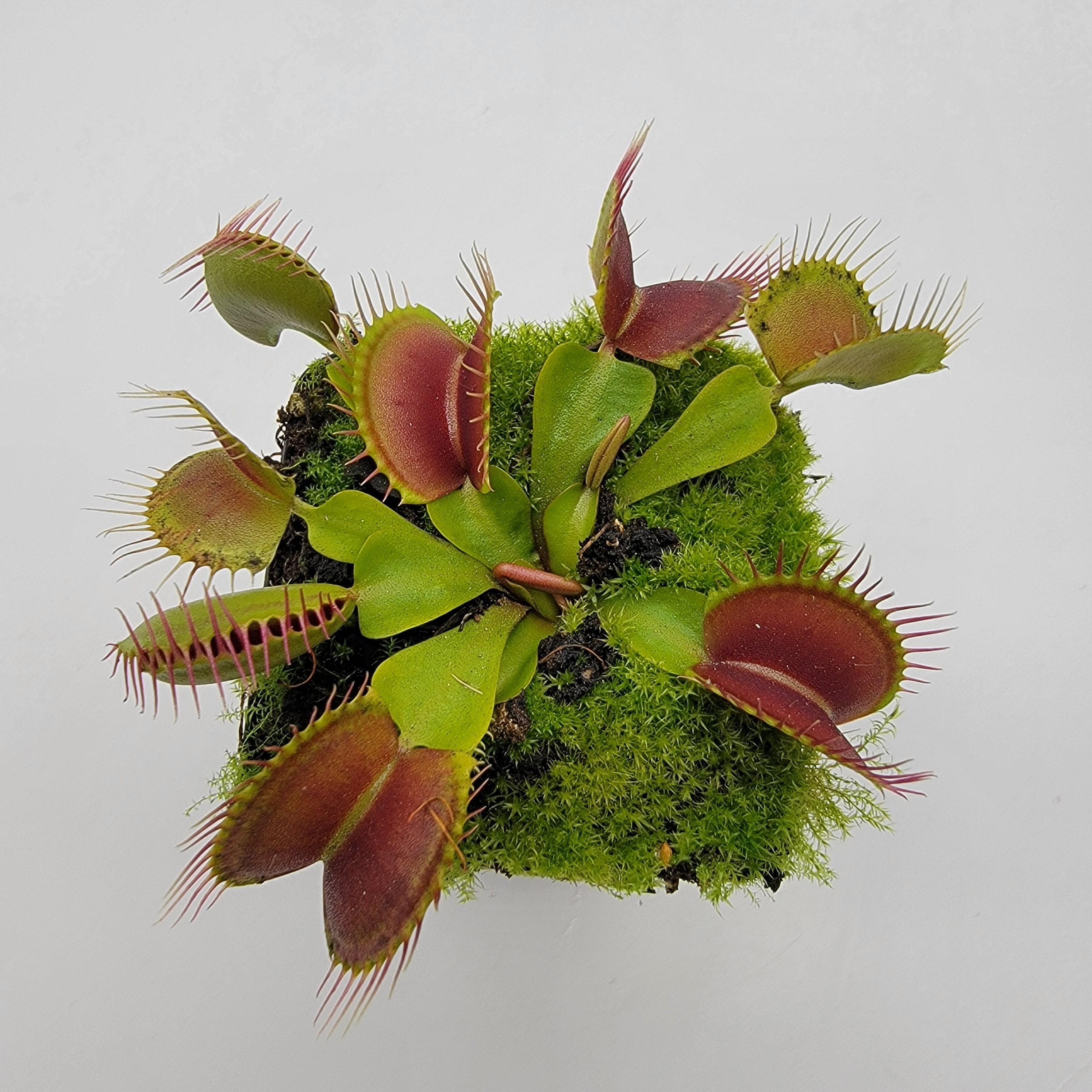 Venus flytrap (Dionaea muscipula) -inchPinnacle-inch x 'DC-XL' product image 2