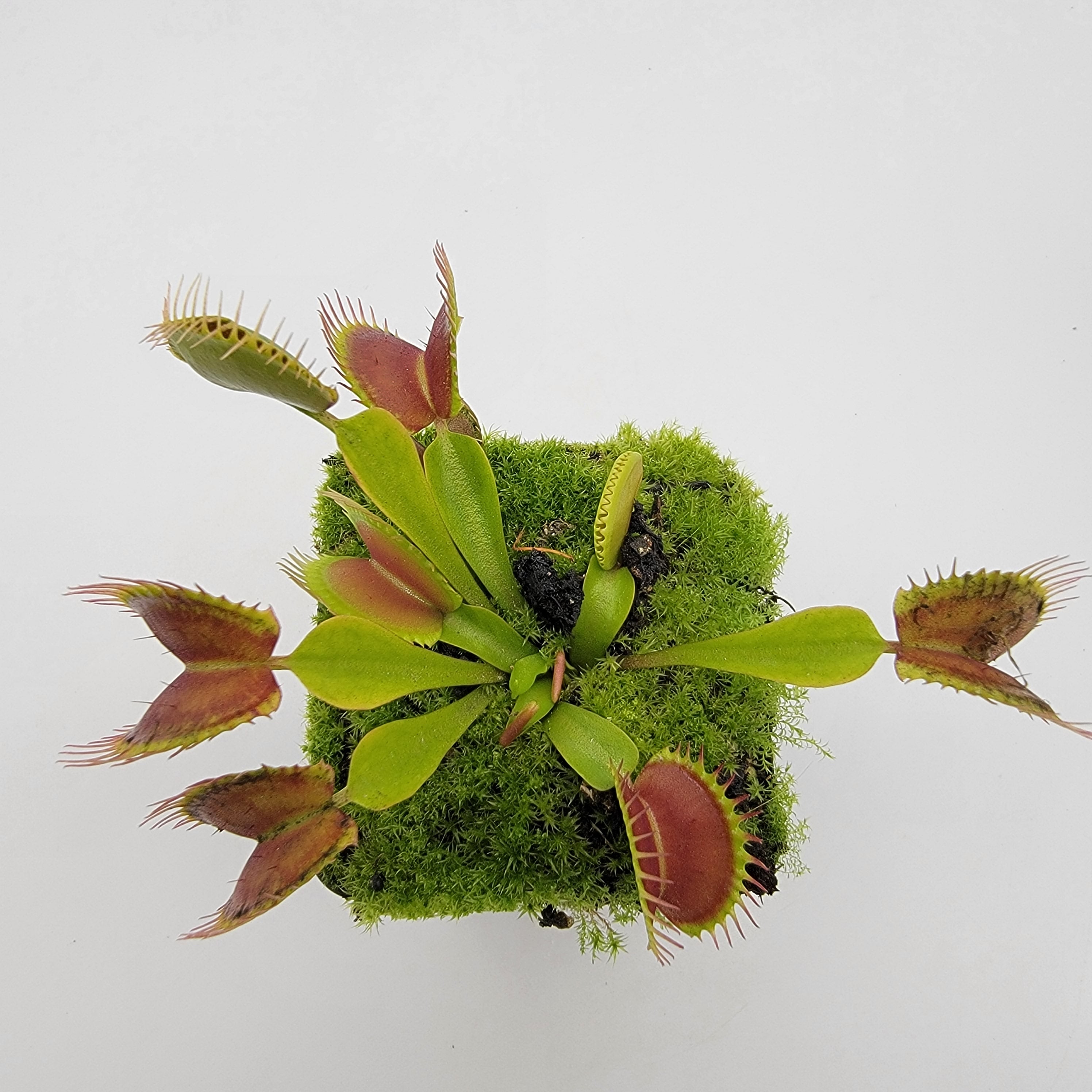 Venus flytrap (Dionaea muscipula) -inchPinnacle-inch x 'DC-XL' product image 4