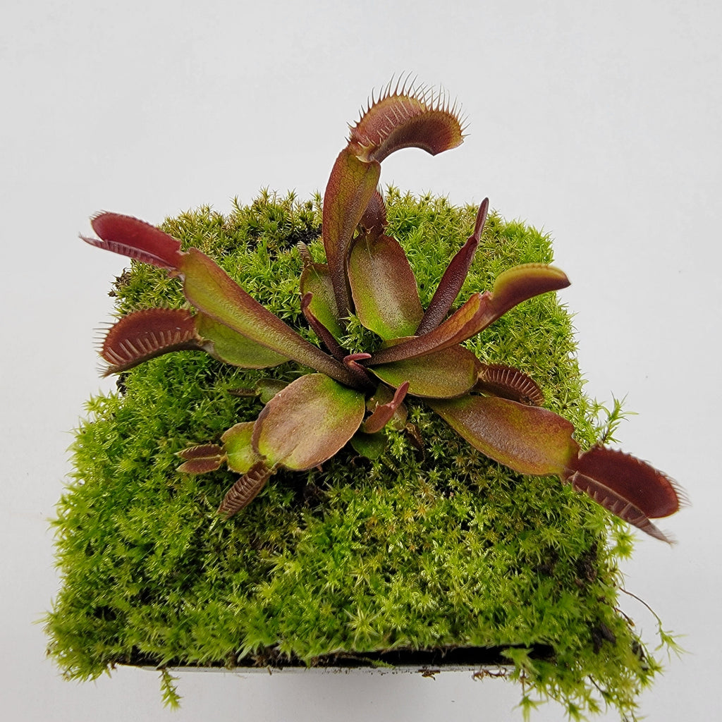 Venus flytrap (Dionaea muscipula) 'Red Fused Petiole' live plant product image 2