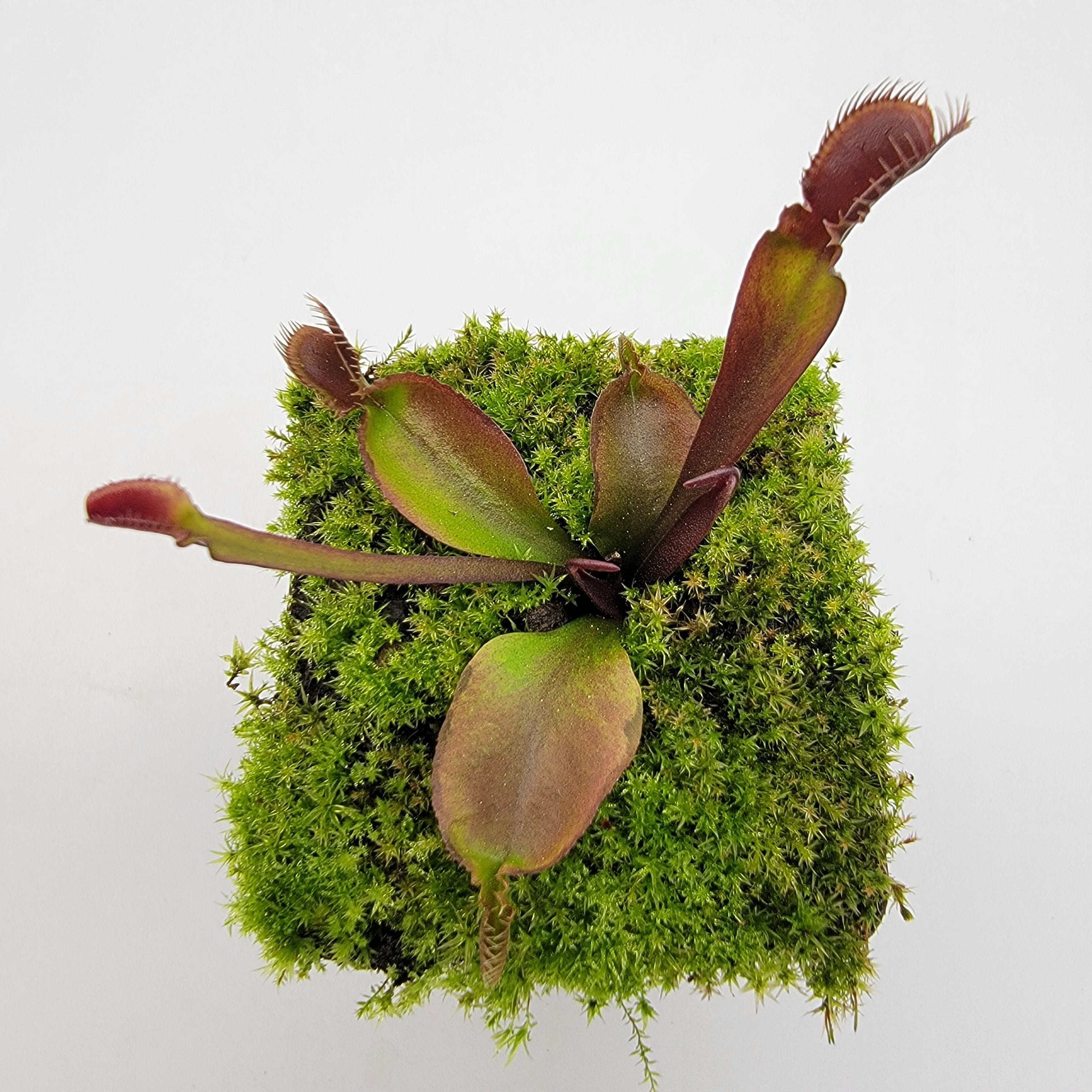Venus flytrap (Dionaea muscipula) 'Red Fused Petiole' live plant product image 3