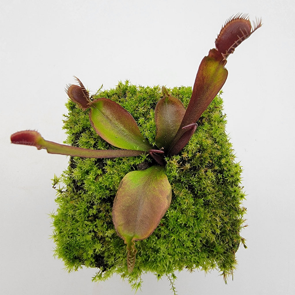 Venus flytrap (Dionaea muscipula) 'Red Fused Petiole' live plant product image 5