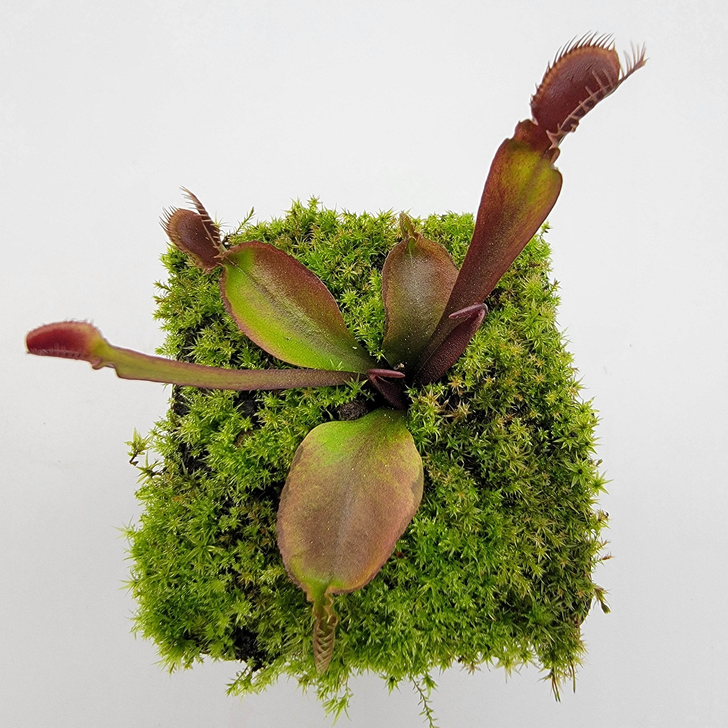 Venus flytrap (Dionaea muscipula) 'Red Fused Petiole' live plant product image 5