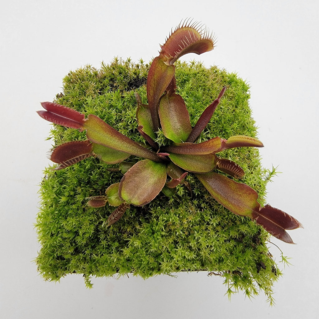 Venus flytrap (Dionaea muscipula) 'Red Fused Petiole' live plant product image 4