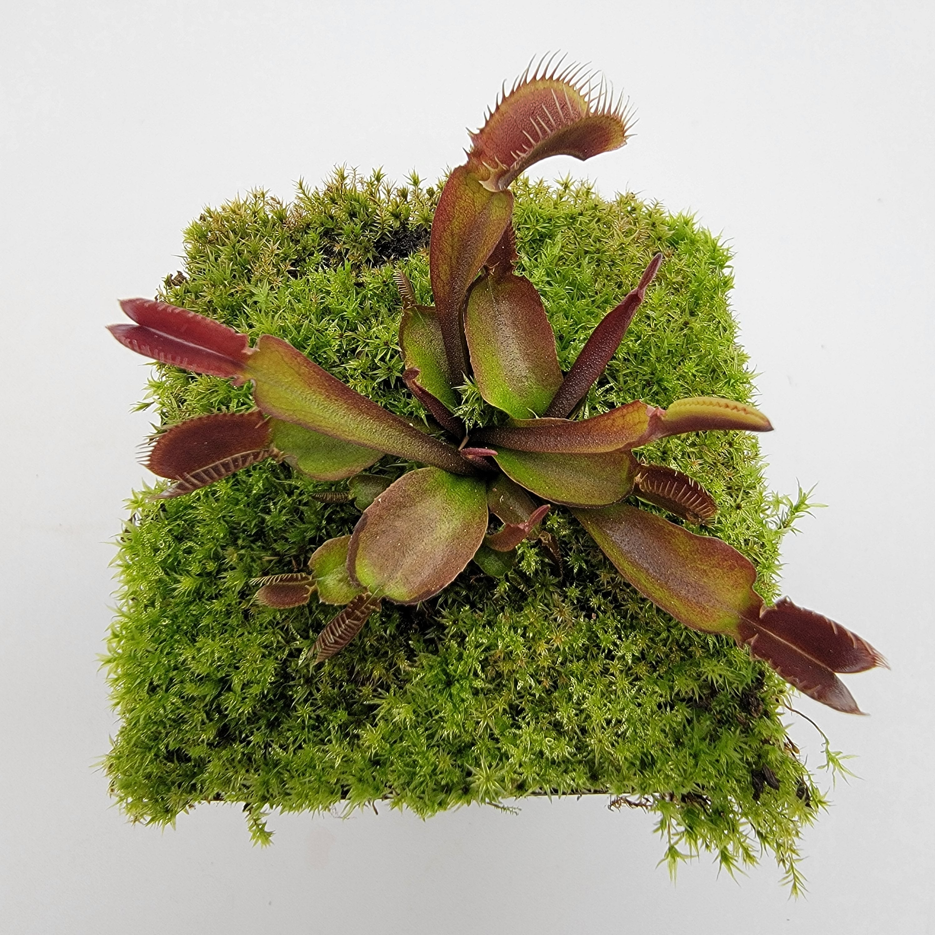 Venus flytrap (Dionaea muscipula) 'Red Fused Petiole' live plant product image 4