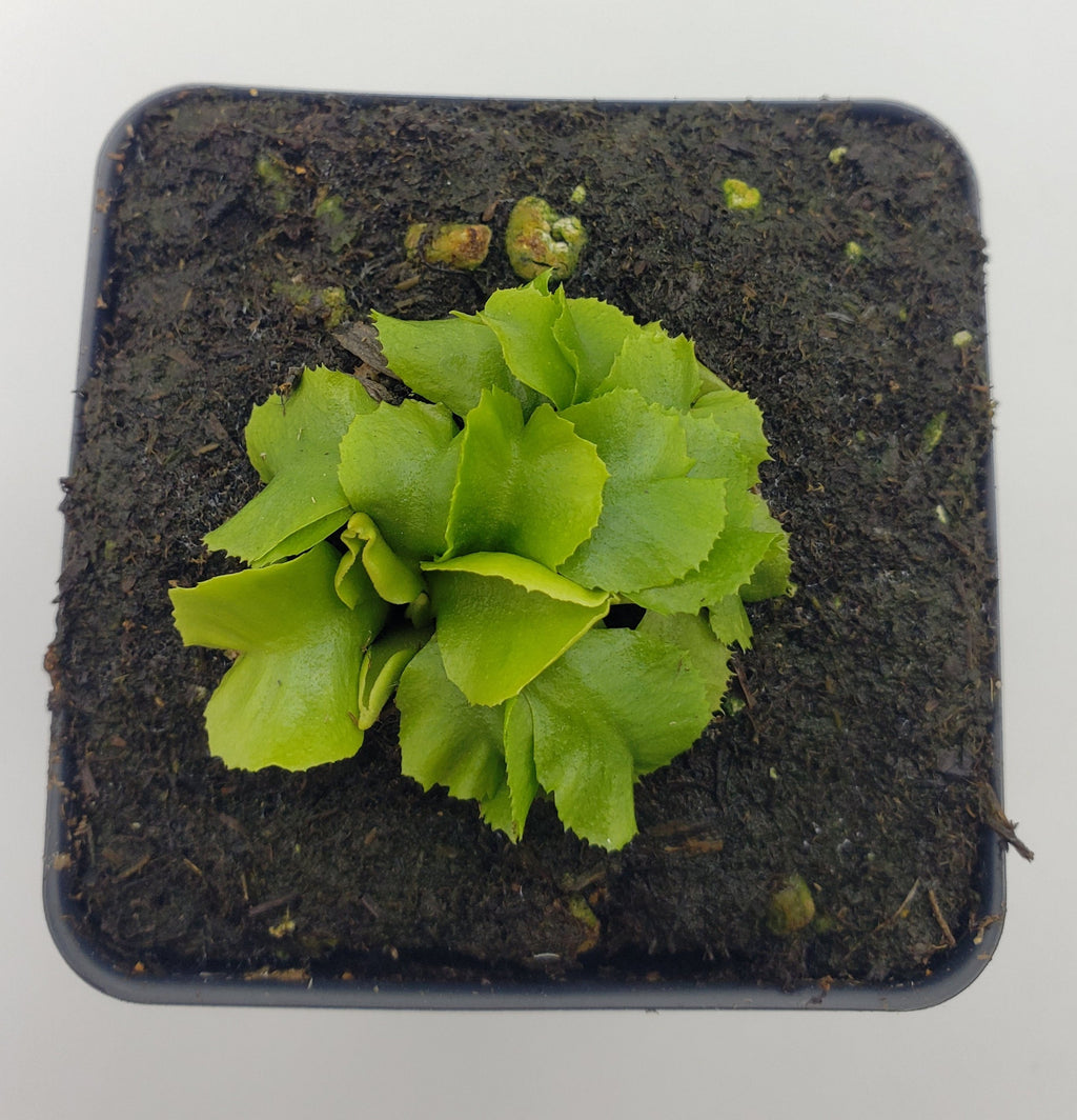 Venus flytrap (Dionaea muscipula) GJ Rose live plant product image 2