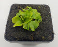 Venus flytrap (Dionaea muscipula) GJ Rose live plant product image 1