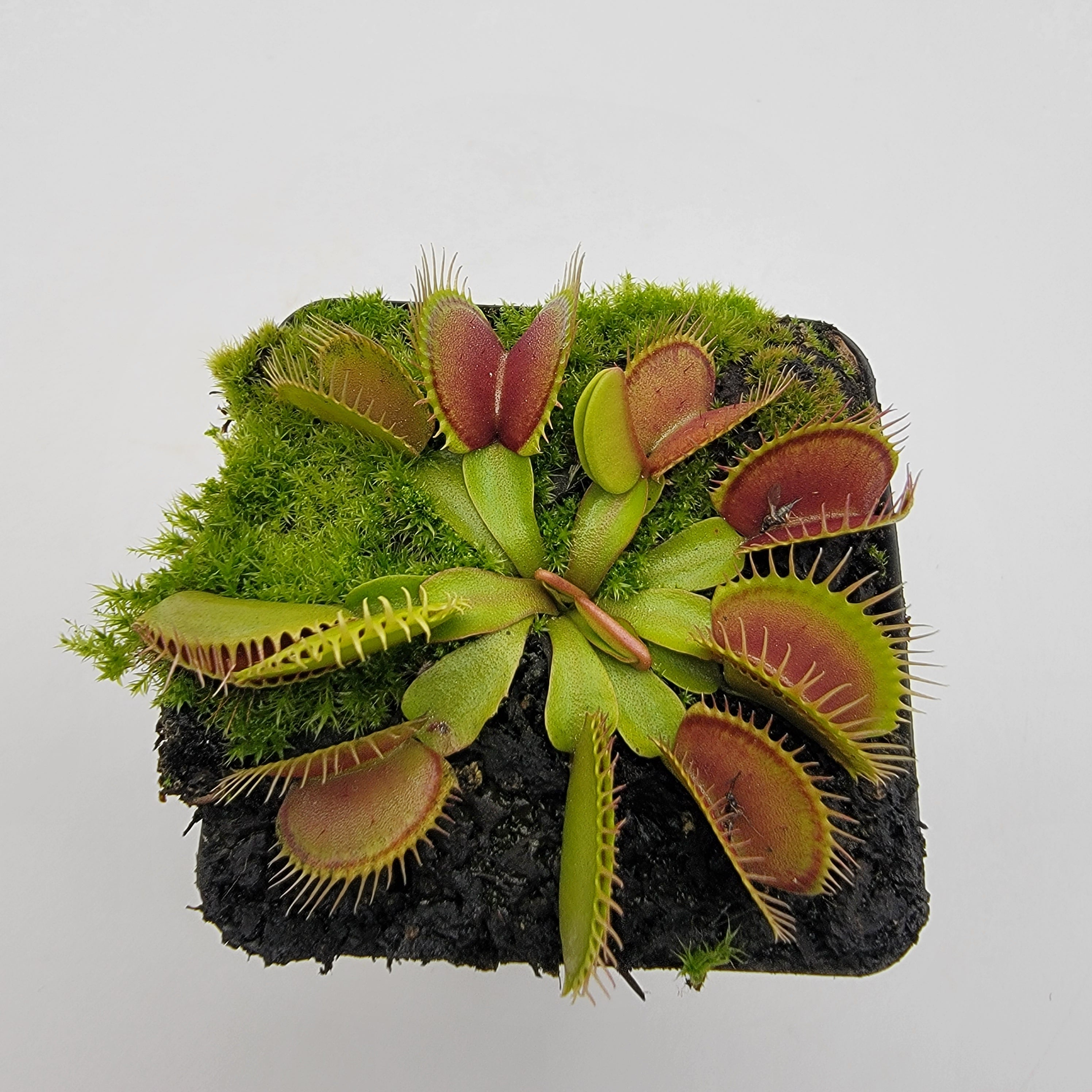 Venus flytrap (Dionaea muscipula) 'Southwest Giant' product image 2