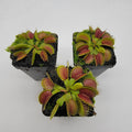 Venus flytrap (Dionaea muscipula) 'Southwest Giant' product image 1