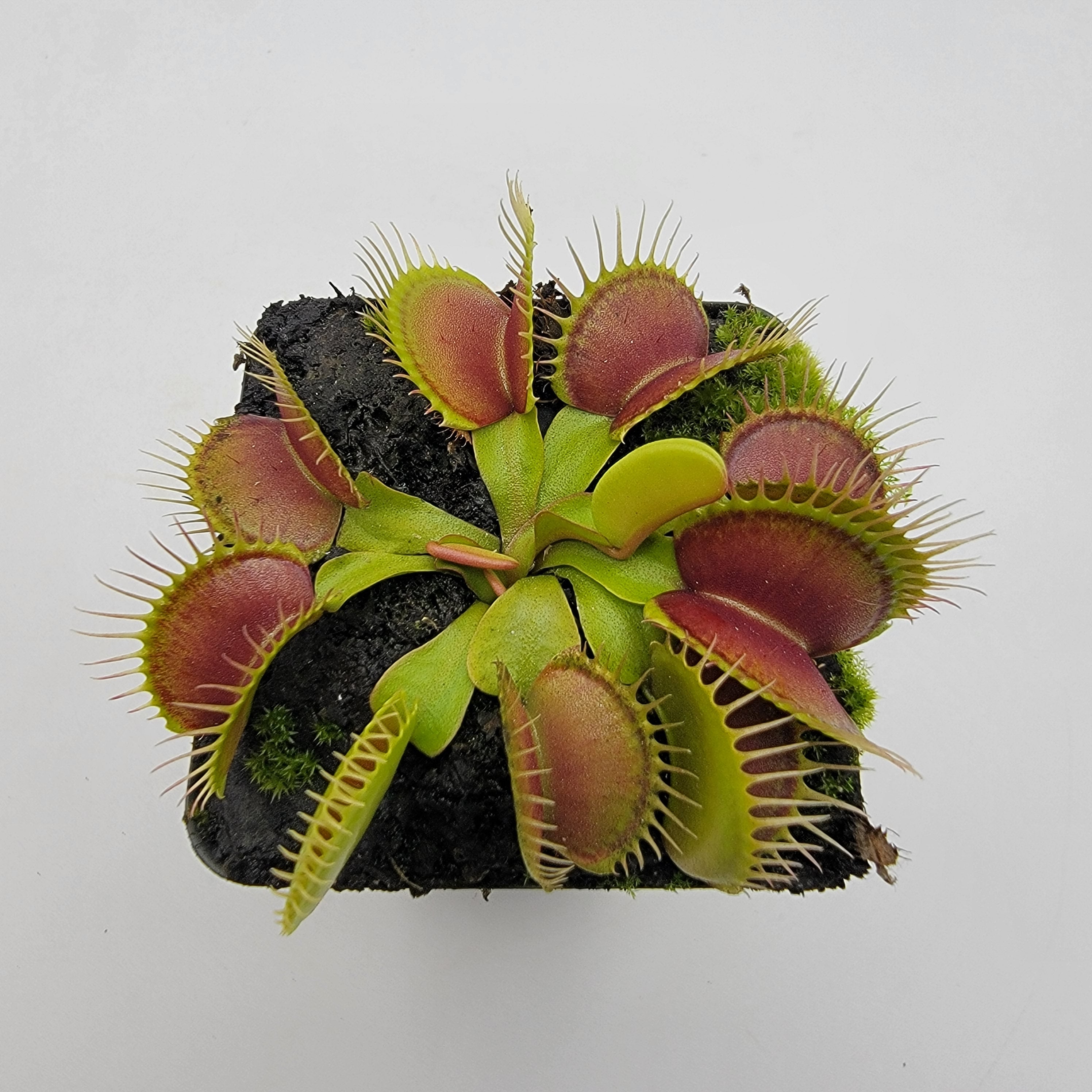 Venus flytrap (Dionaea muscipula) 'Southwest Giant' product image 3