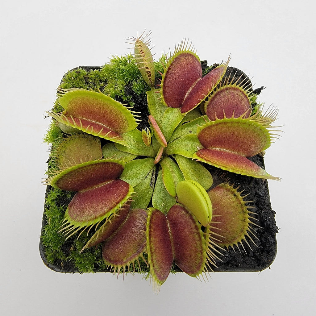 Venus flytrap (Dionaea muscipula) 'Southwest Giant' product image 4